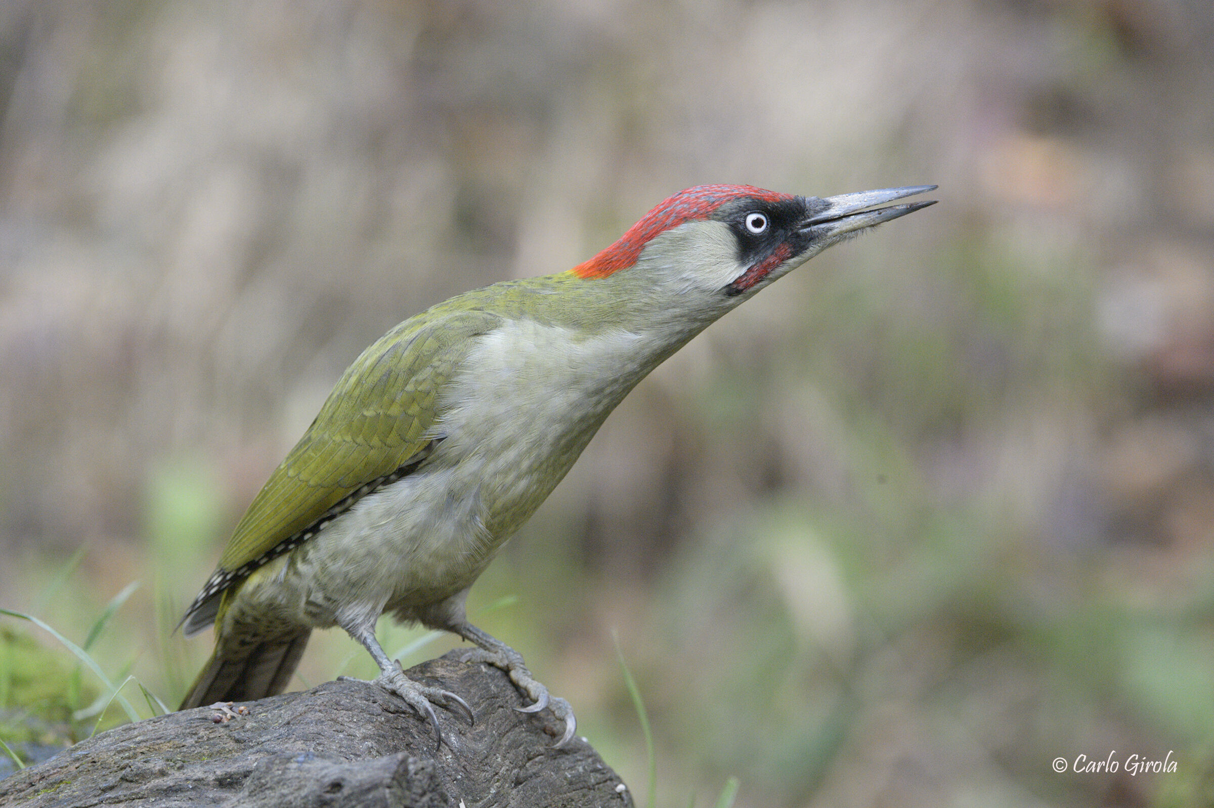 Green woodpecker (Picus viridis)
