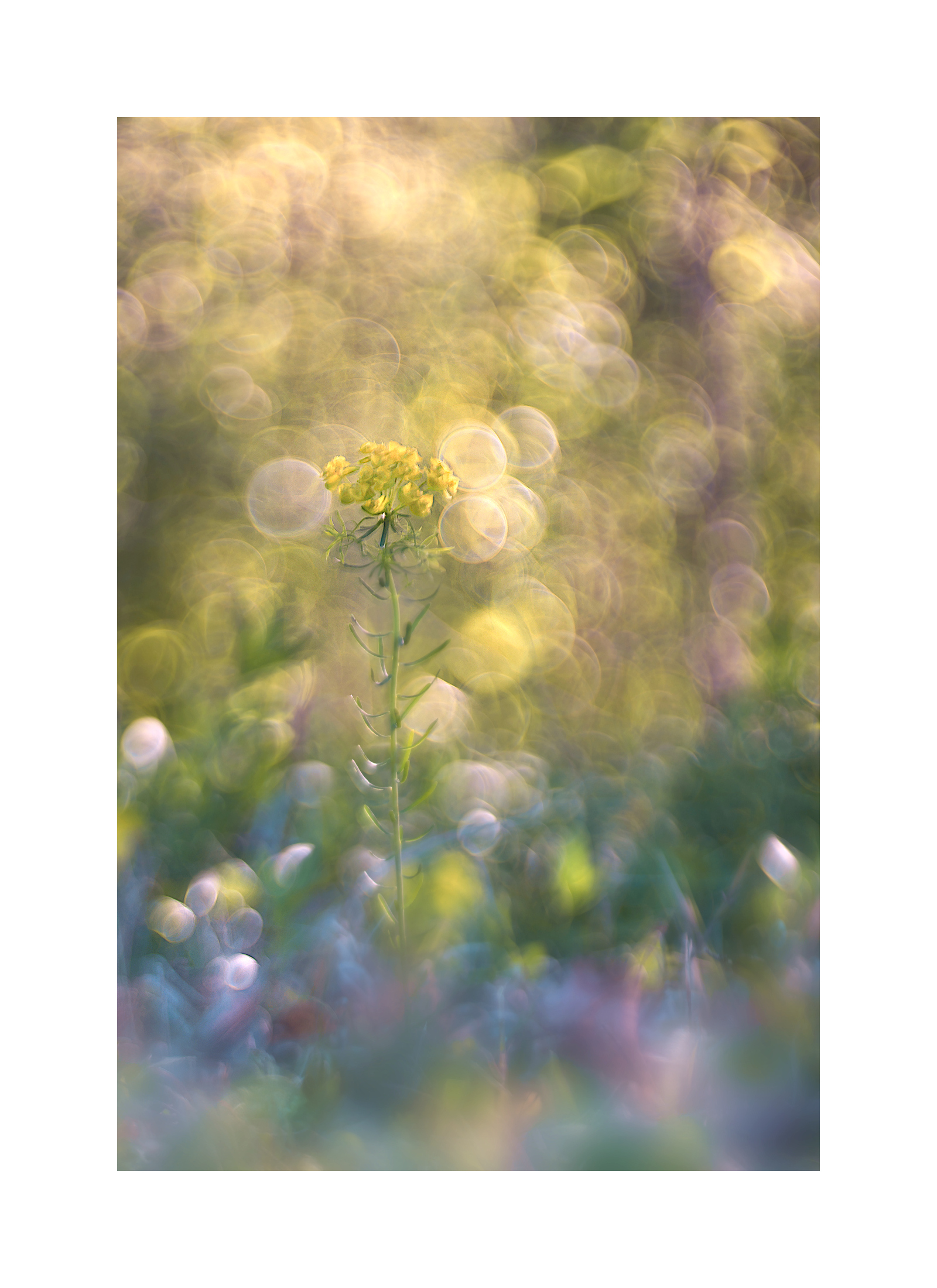 Effervescence