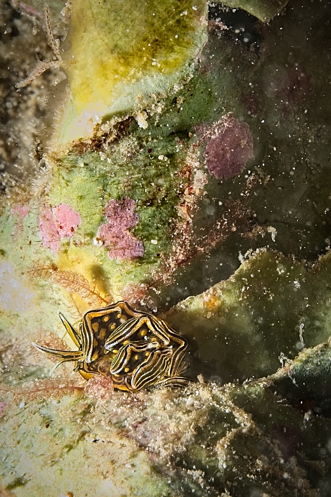Black-lined sapsucking slug (Caliphyllidae)