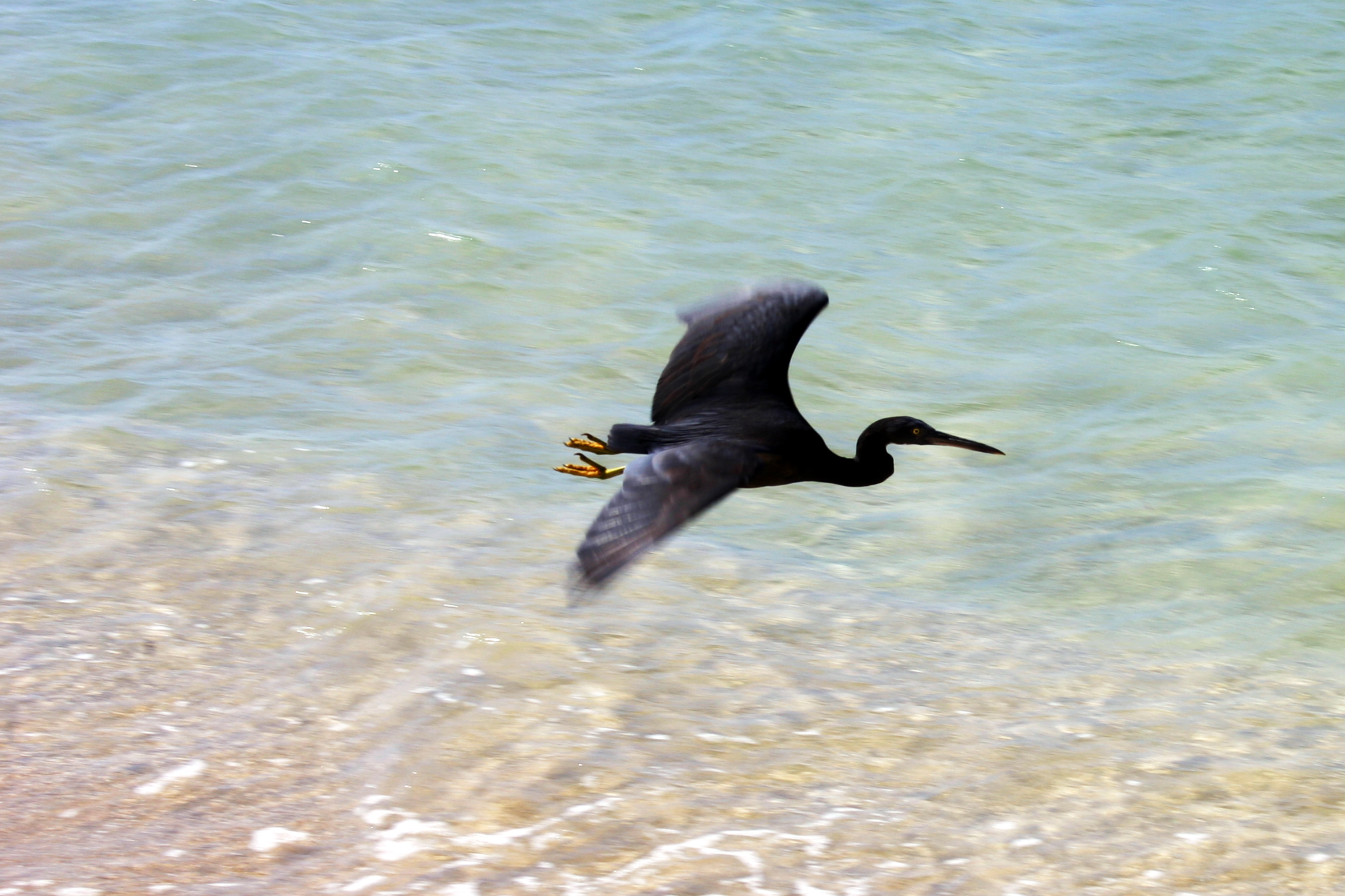 Reef Heron in Green Insland