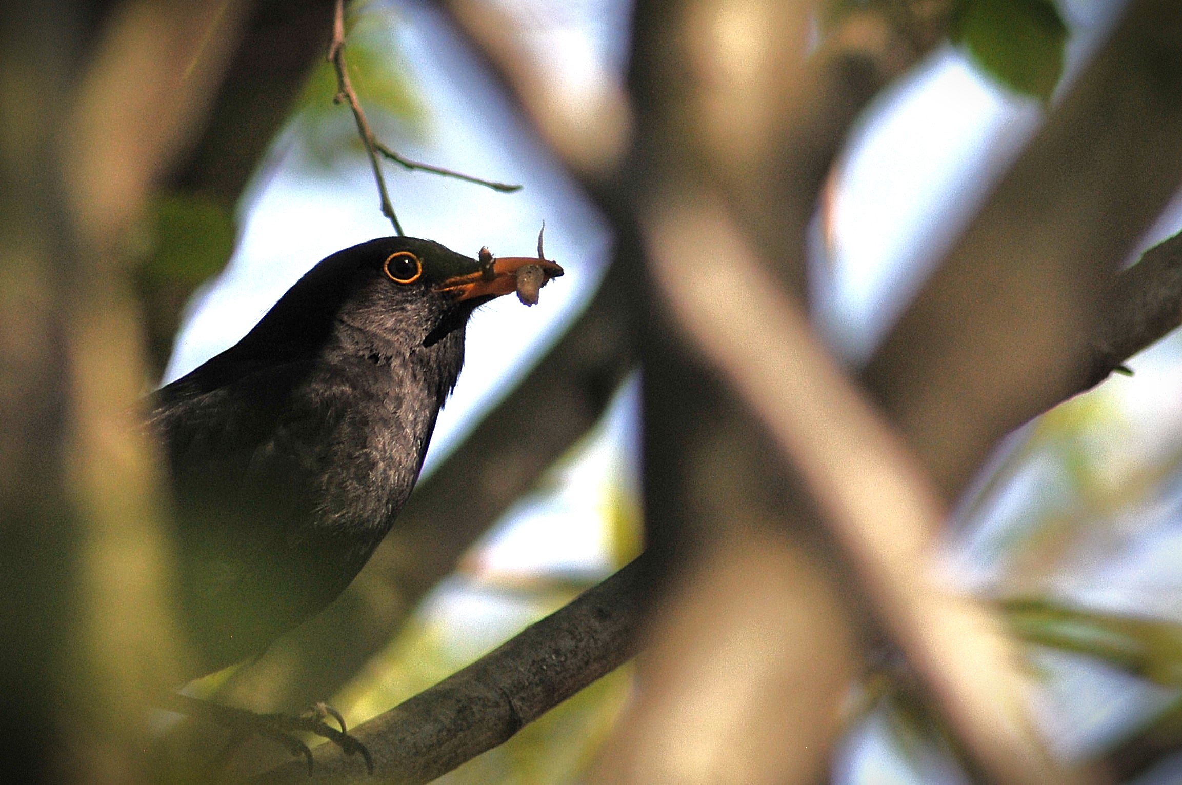 Hidden in the branches