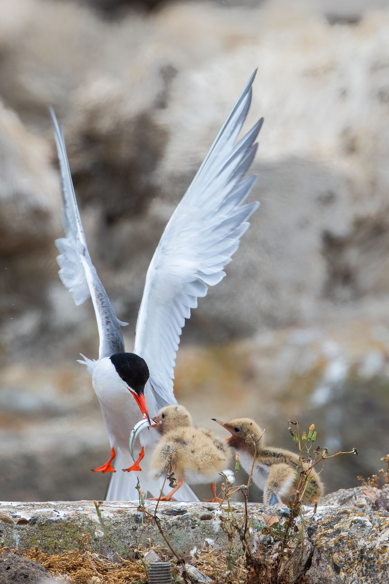 Imbeccata della sterna