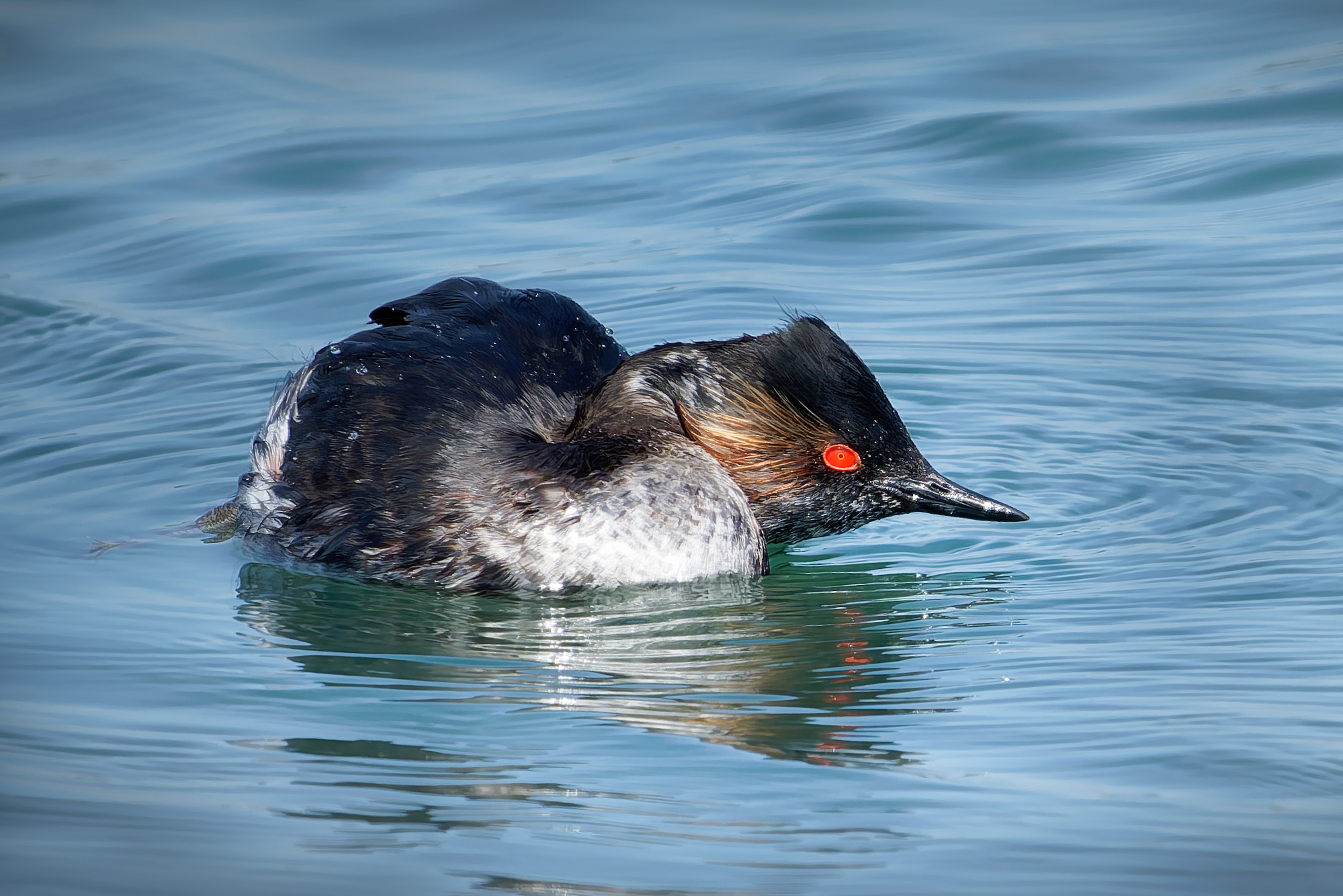 Little Grebe (Podiceps nigricollis) - Po Delta