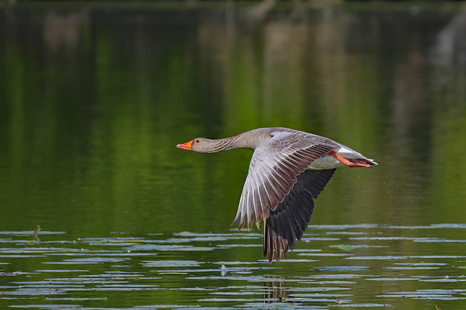 Goose in flight