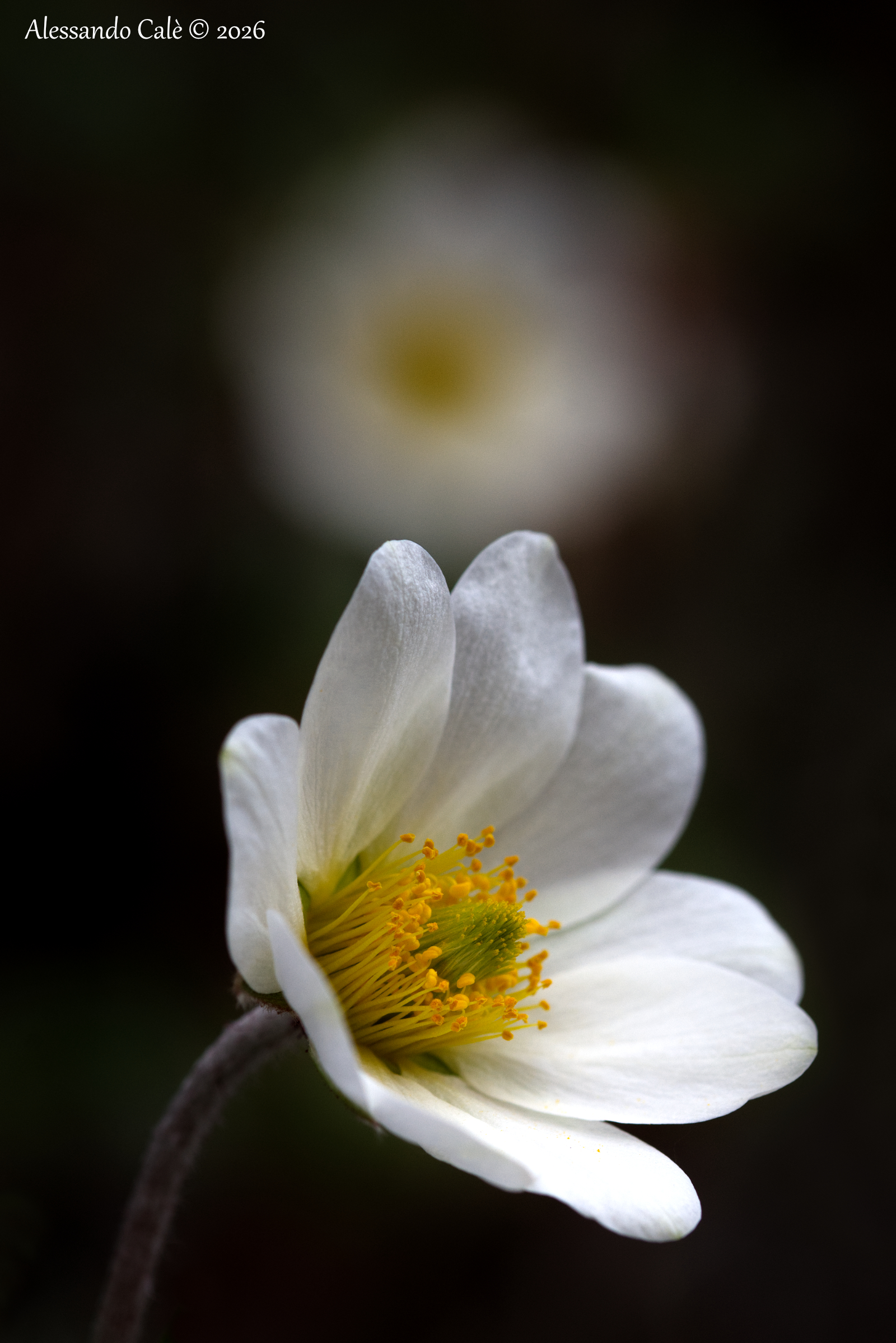 Dryas octopetala (Alpine Camedrio) 3713