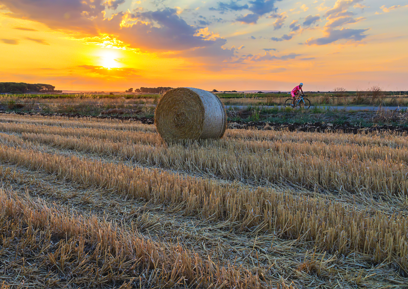Campo di grano tagliato