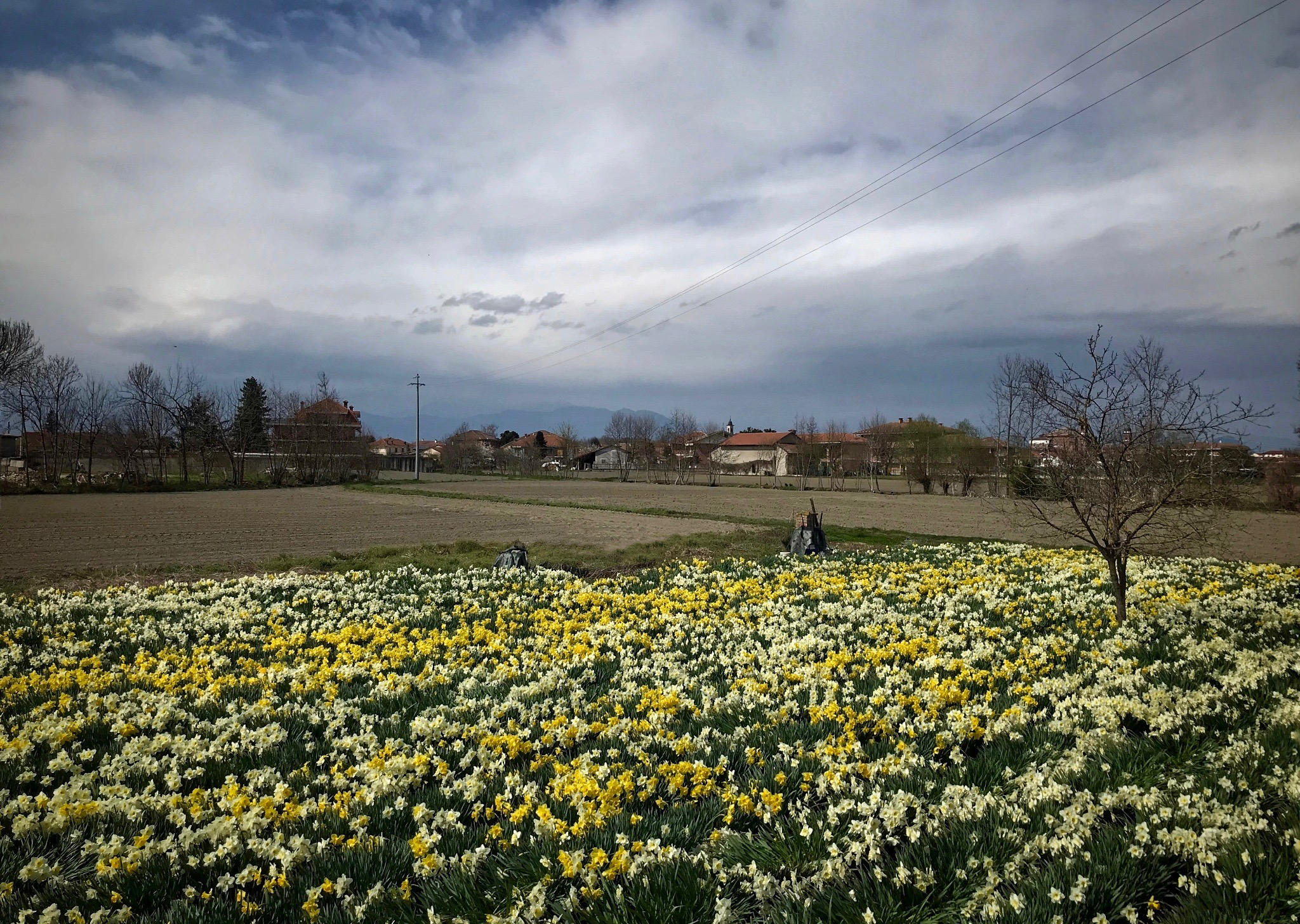 The Daffodil Field