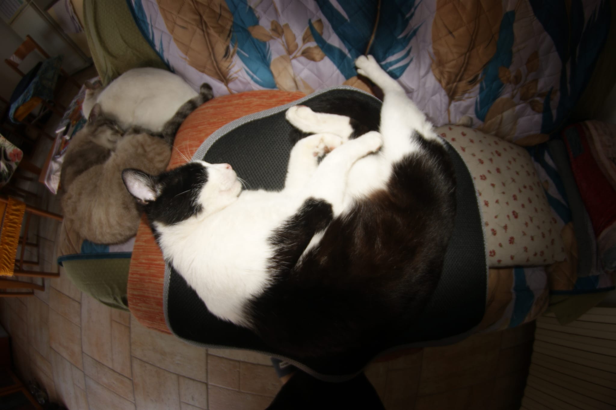 Sleeping cats