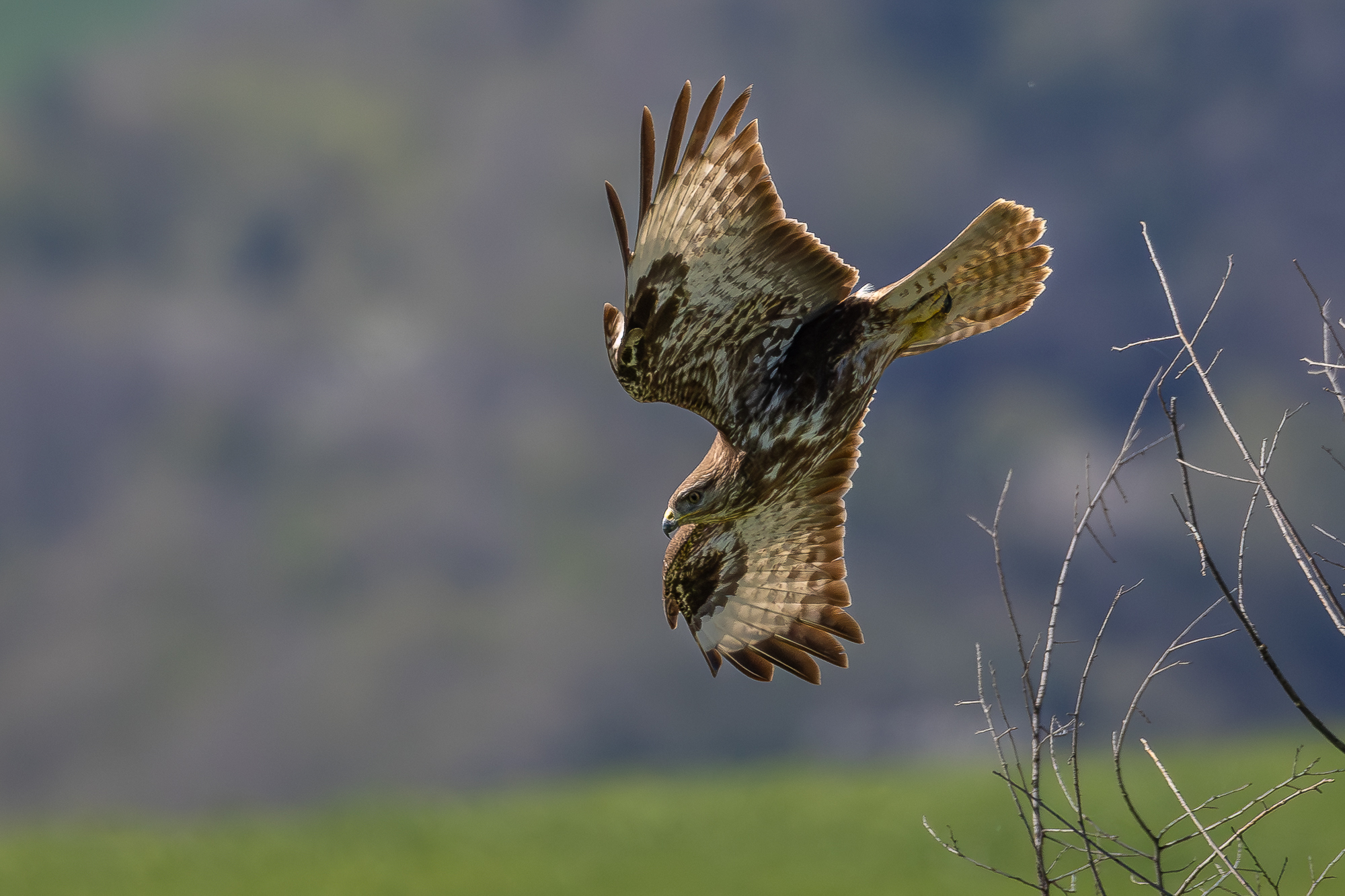 buzzard.