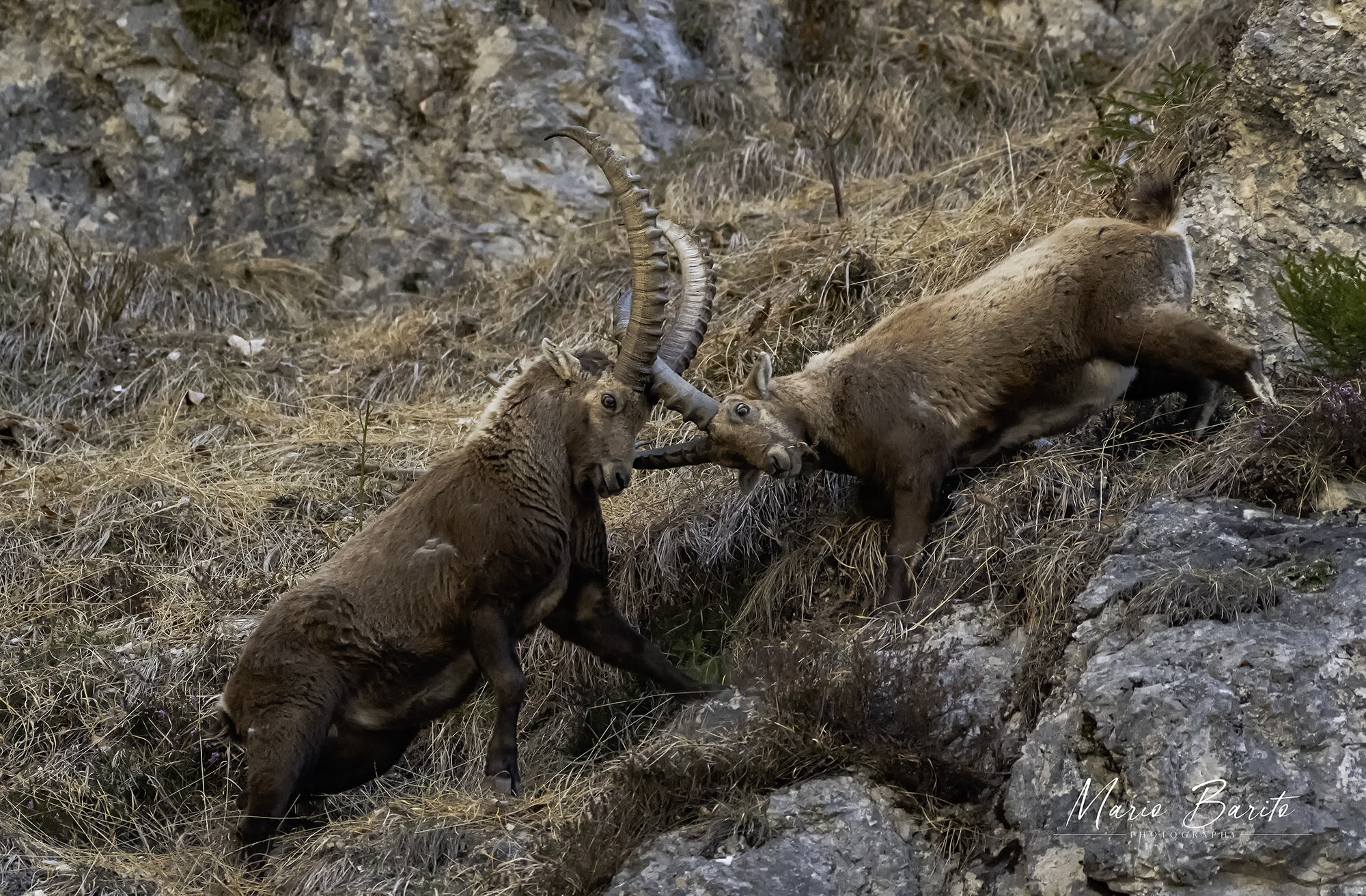 ibex fighting