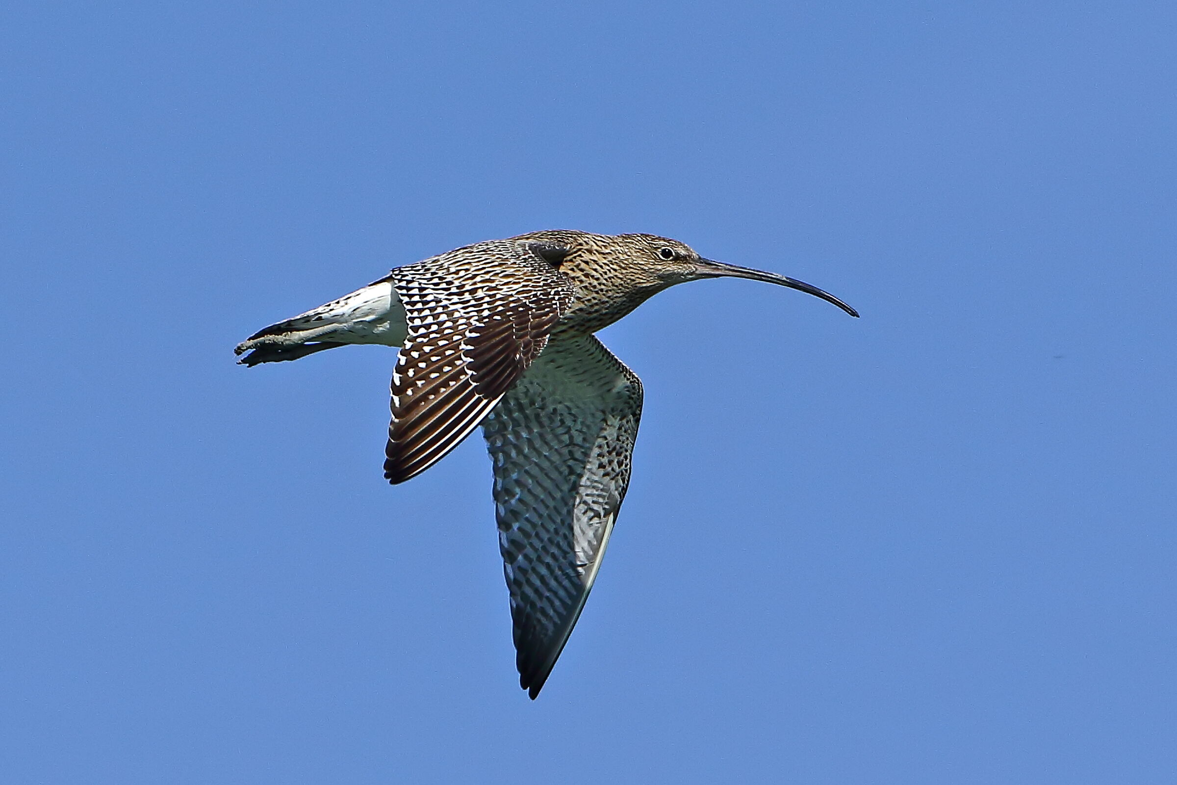 Curlew...