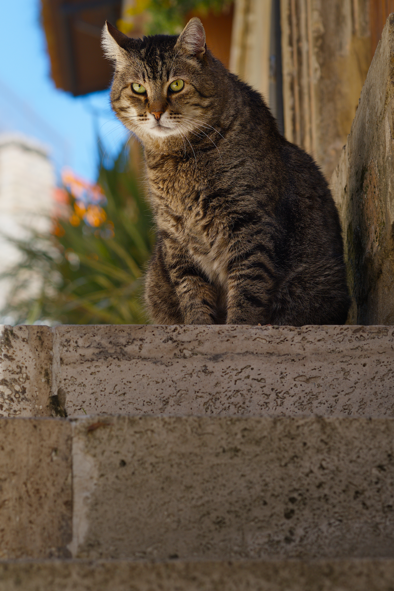 The King of The Hill