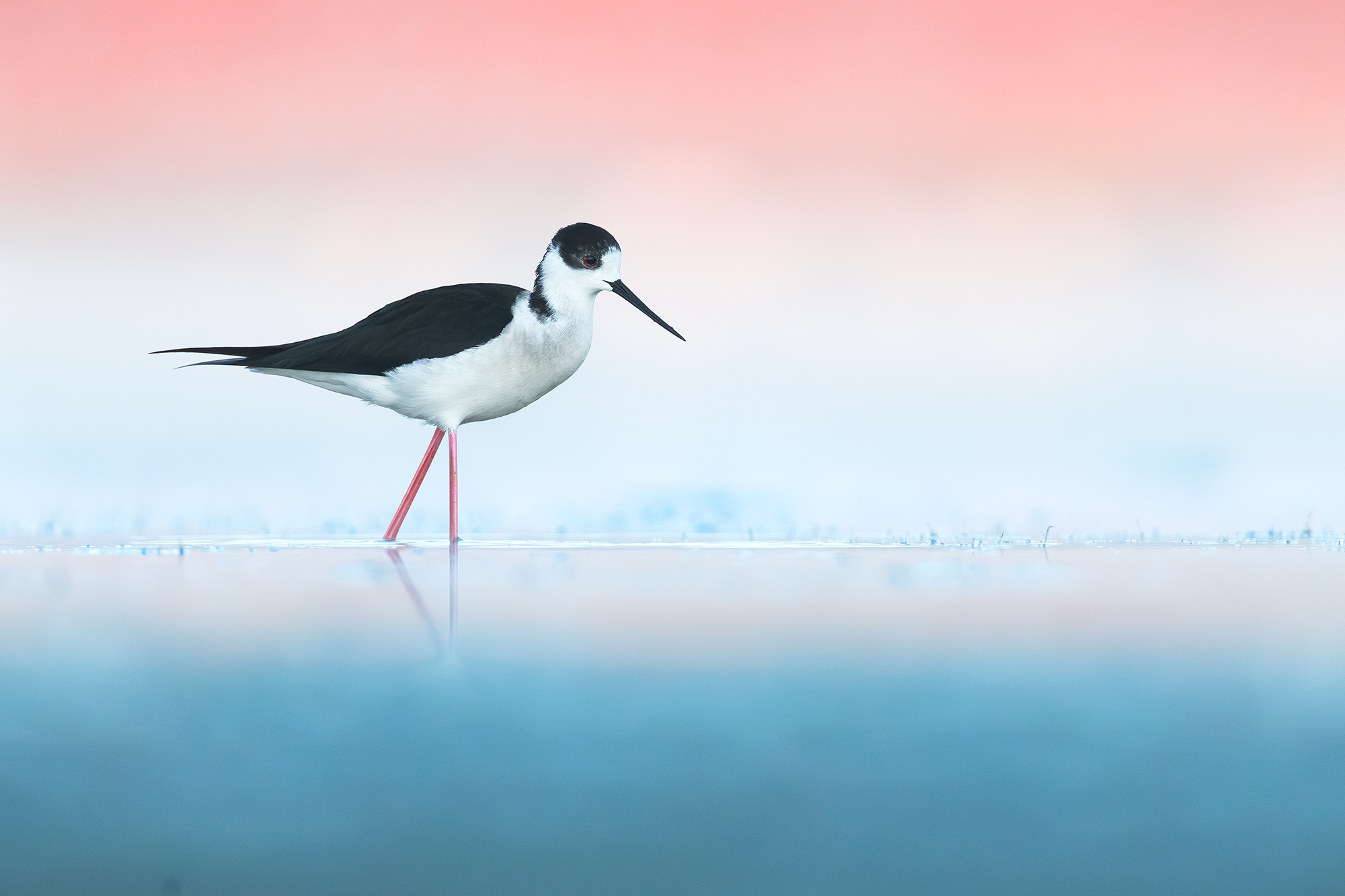 Black-winged Stilt