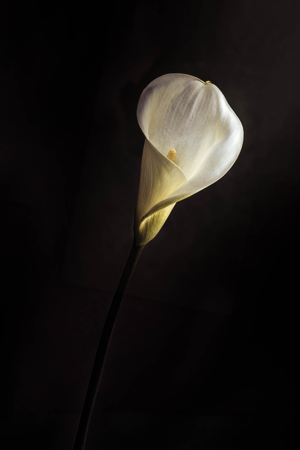 Calla lily deserves its own light