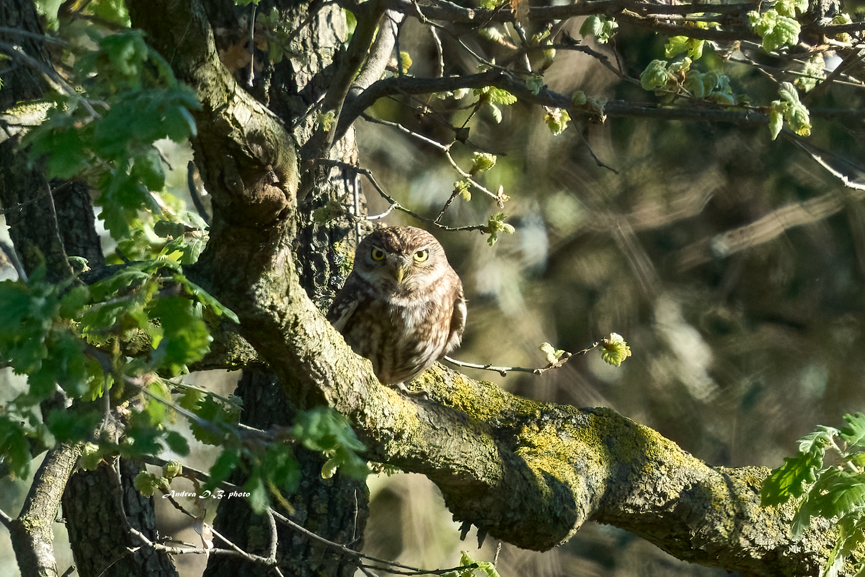 Daytime owl