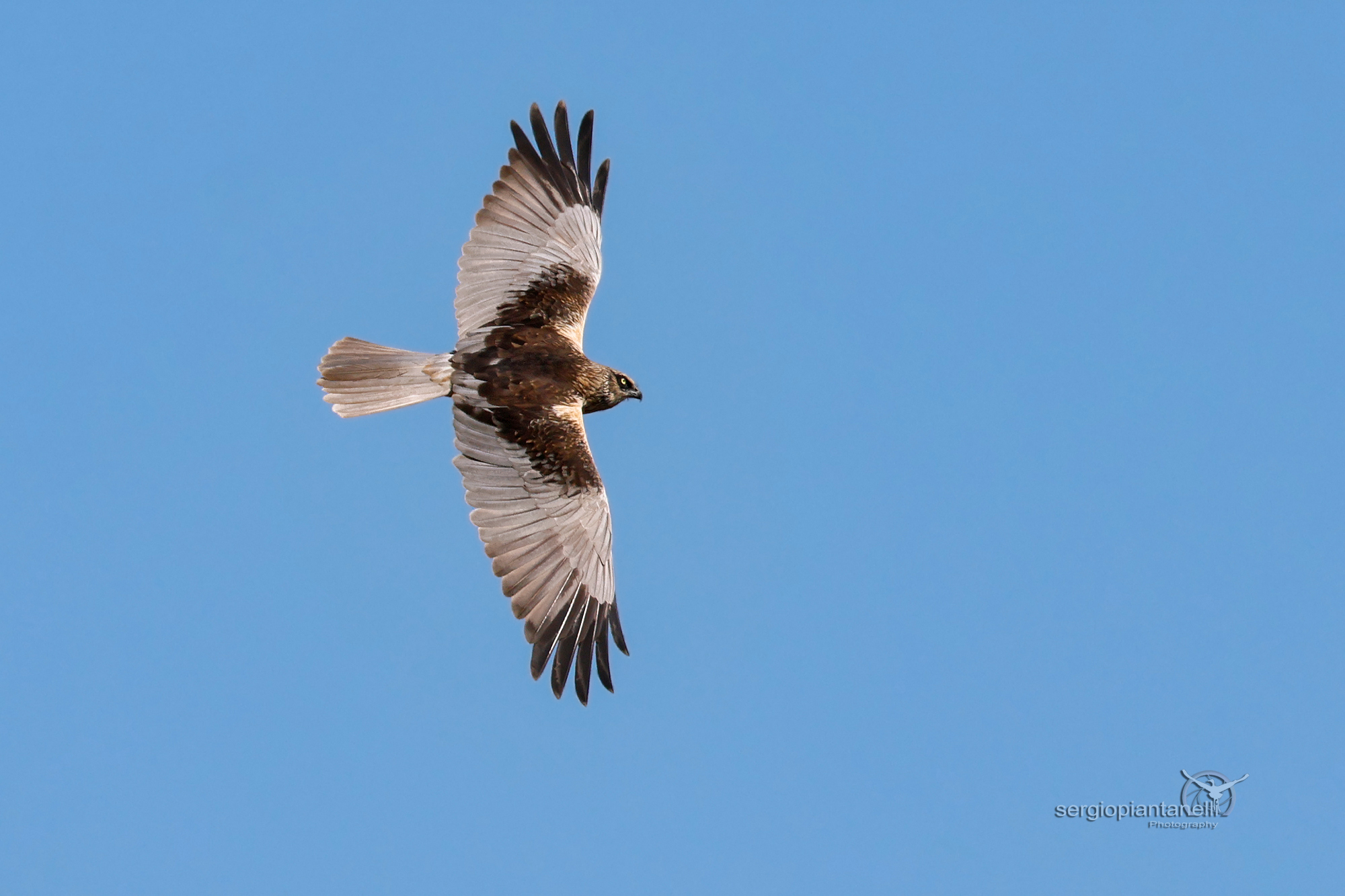 Marsh Harrier