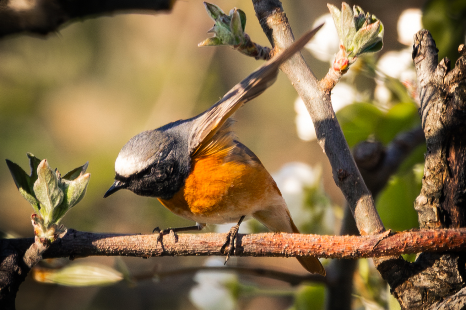 Redstart