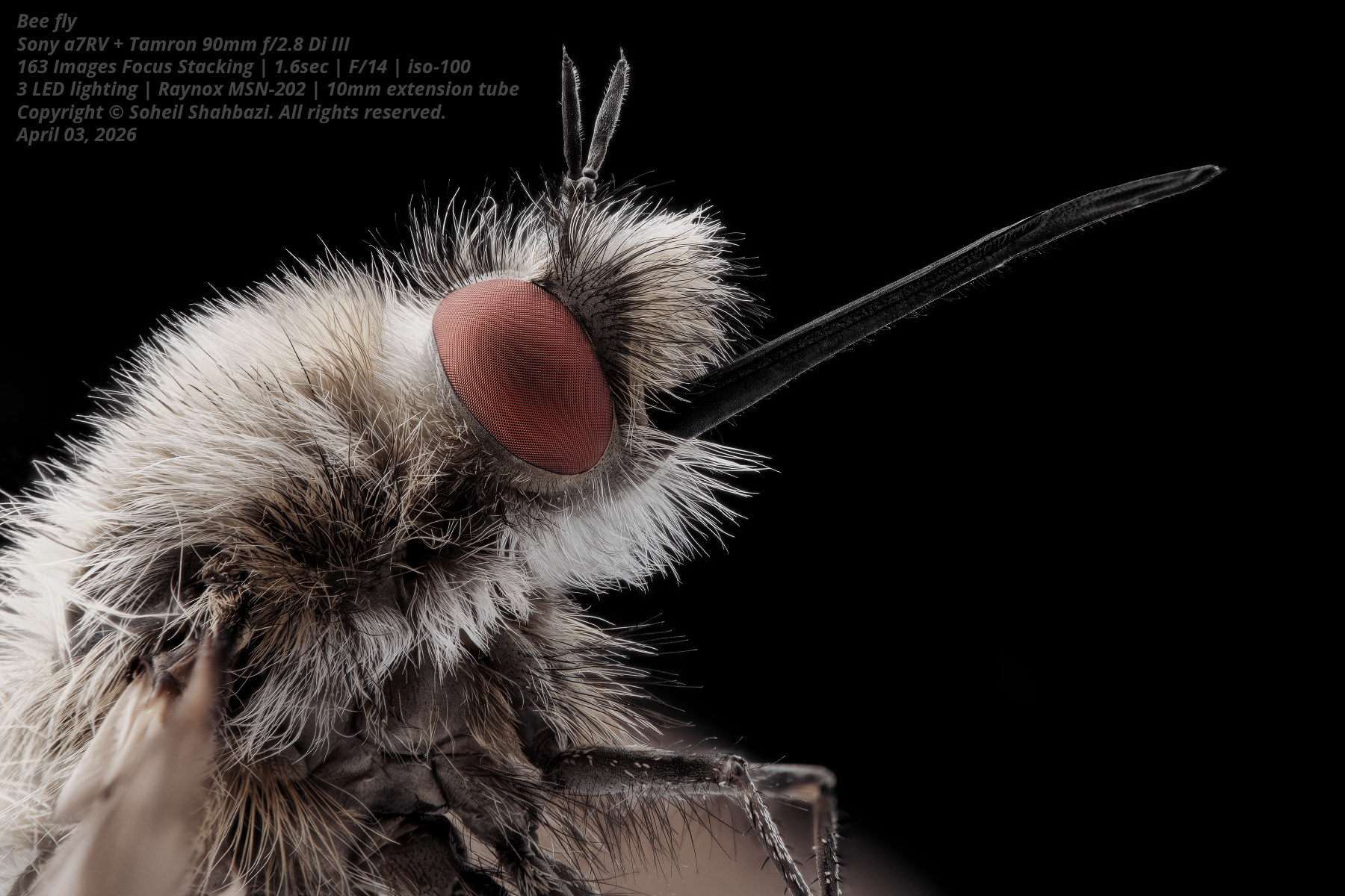Bee fly