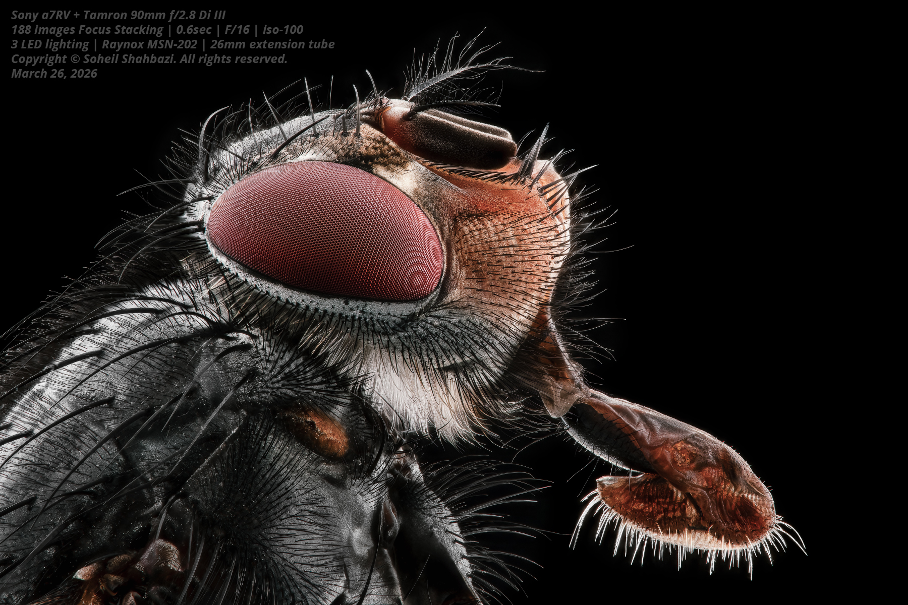 Flesh fly