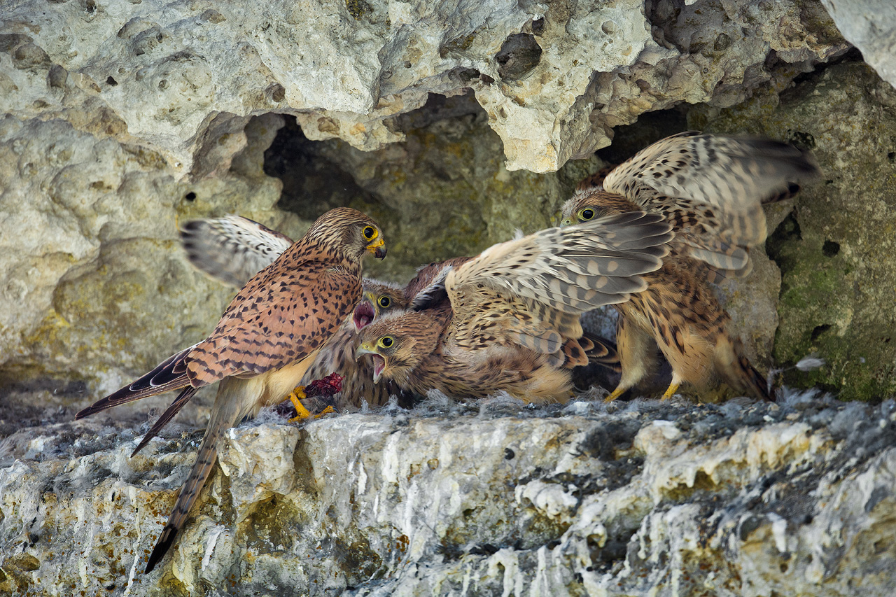 Small Kestrels grow