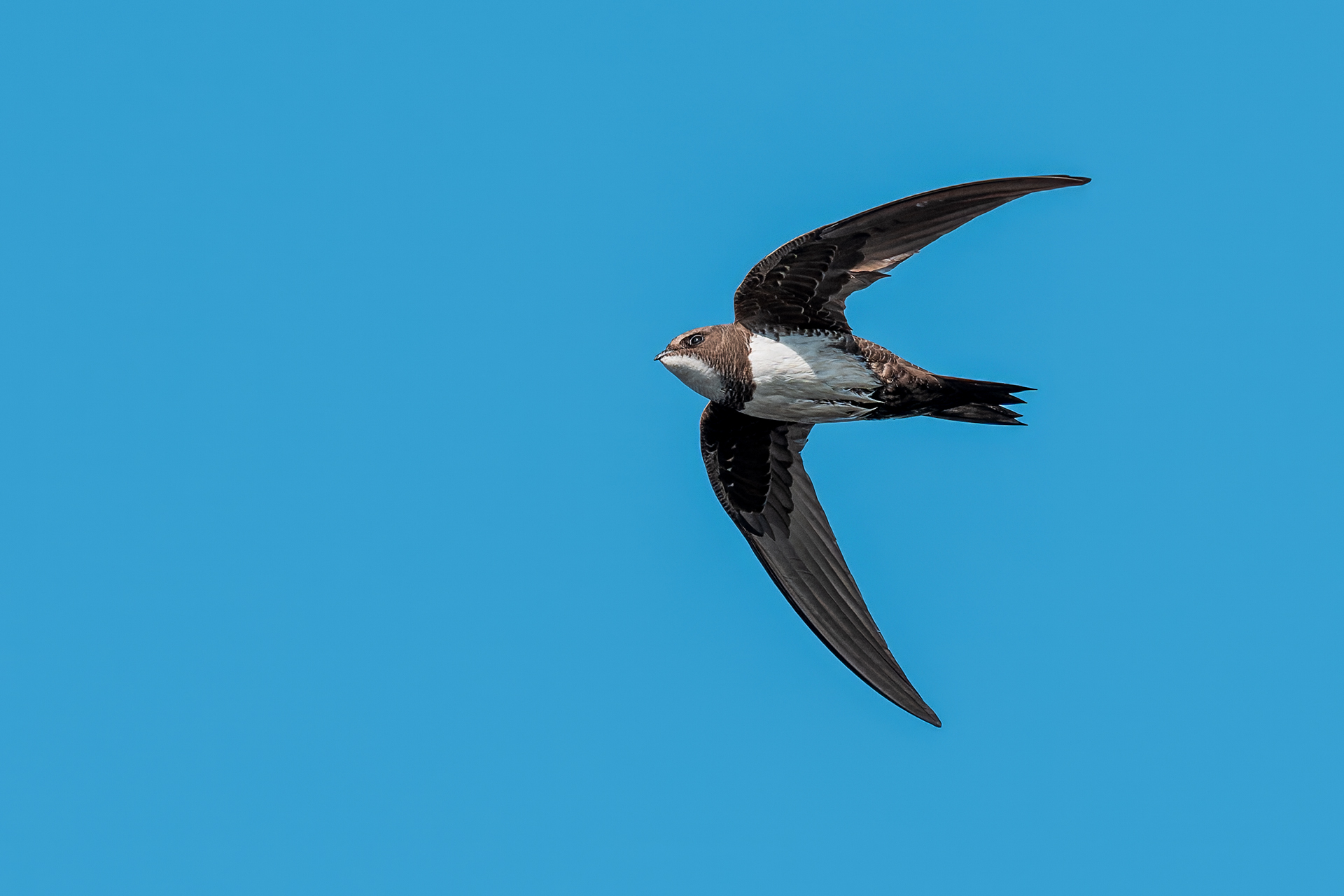 Swift (Tachymarptis melba)