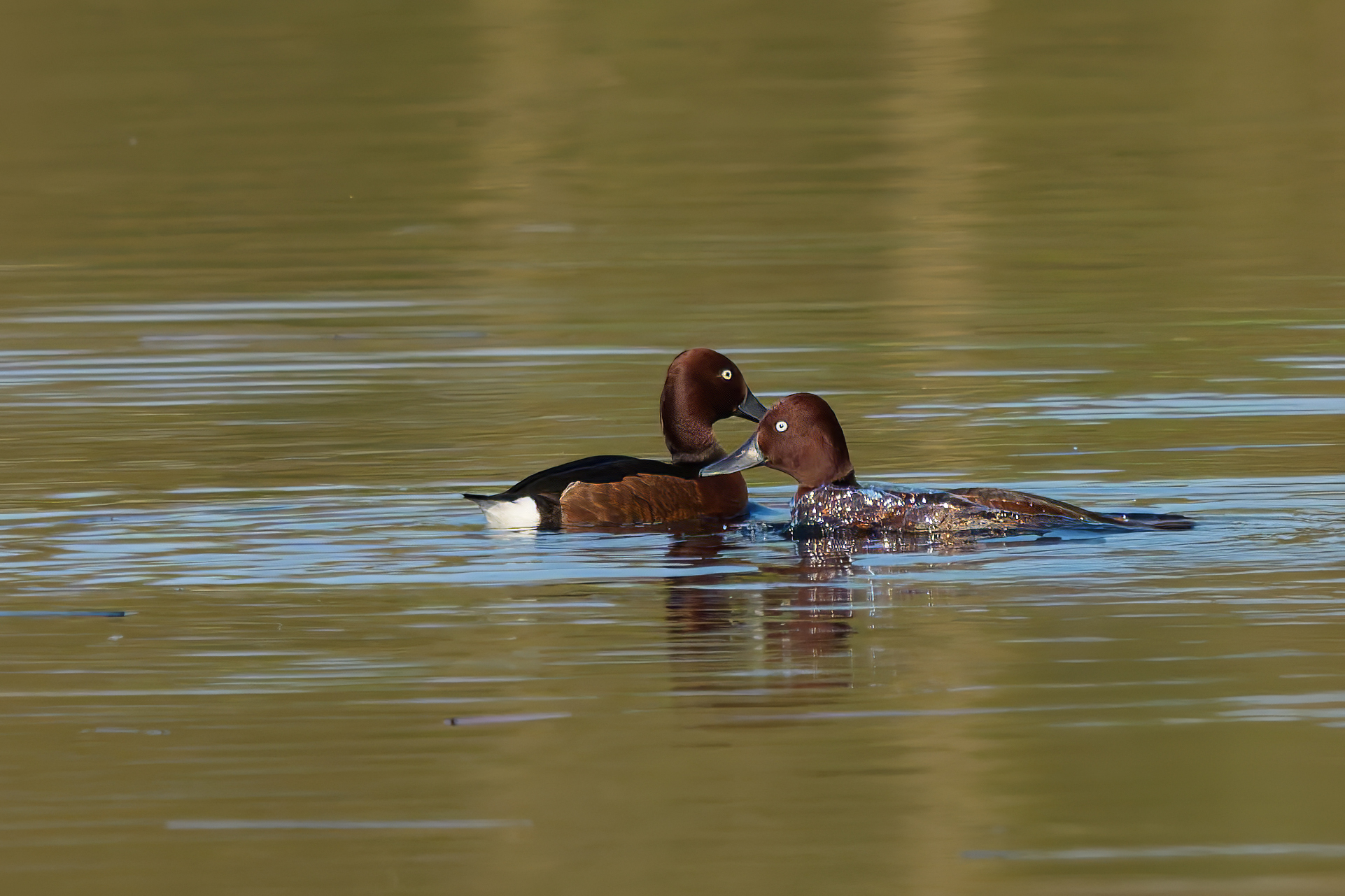 Ferruginous ducks (Aythya nyroca)