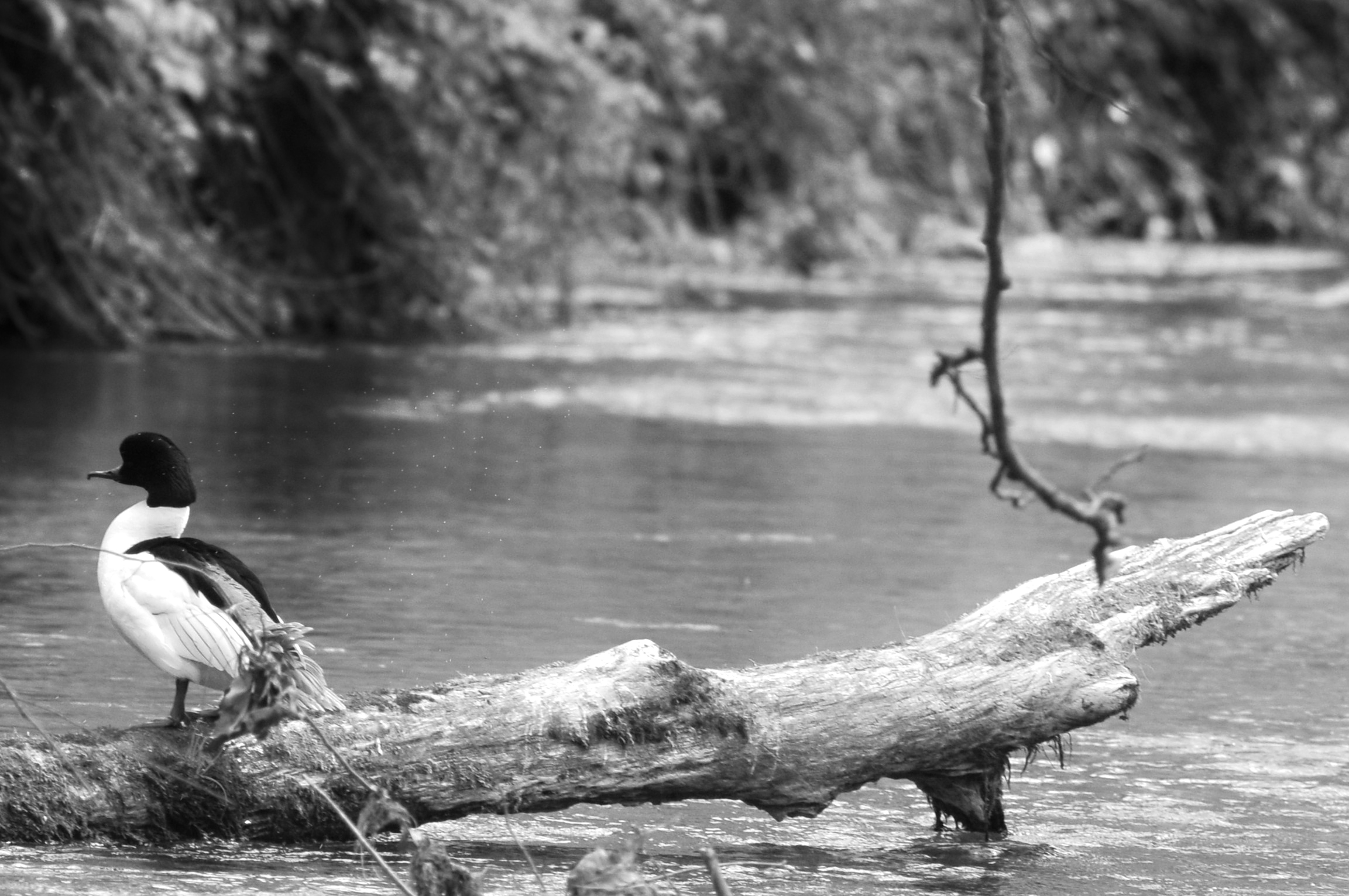 The river