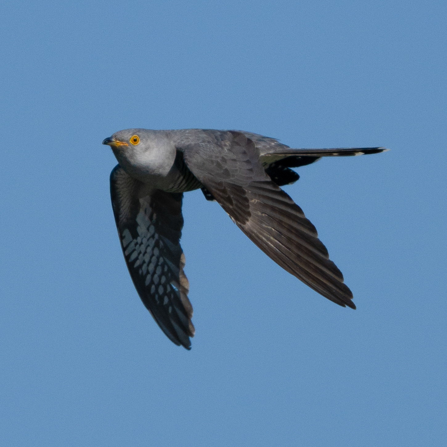 Cuckoo in flight
