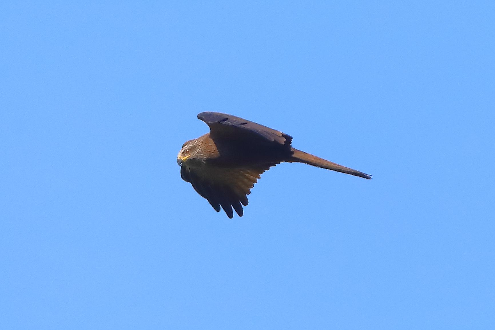 Black Kite 09 April 2026