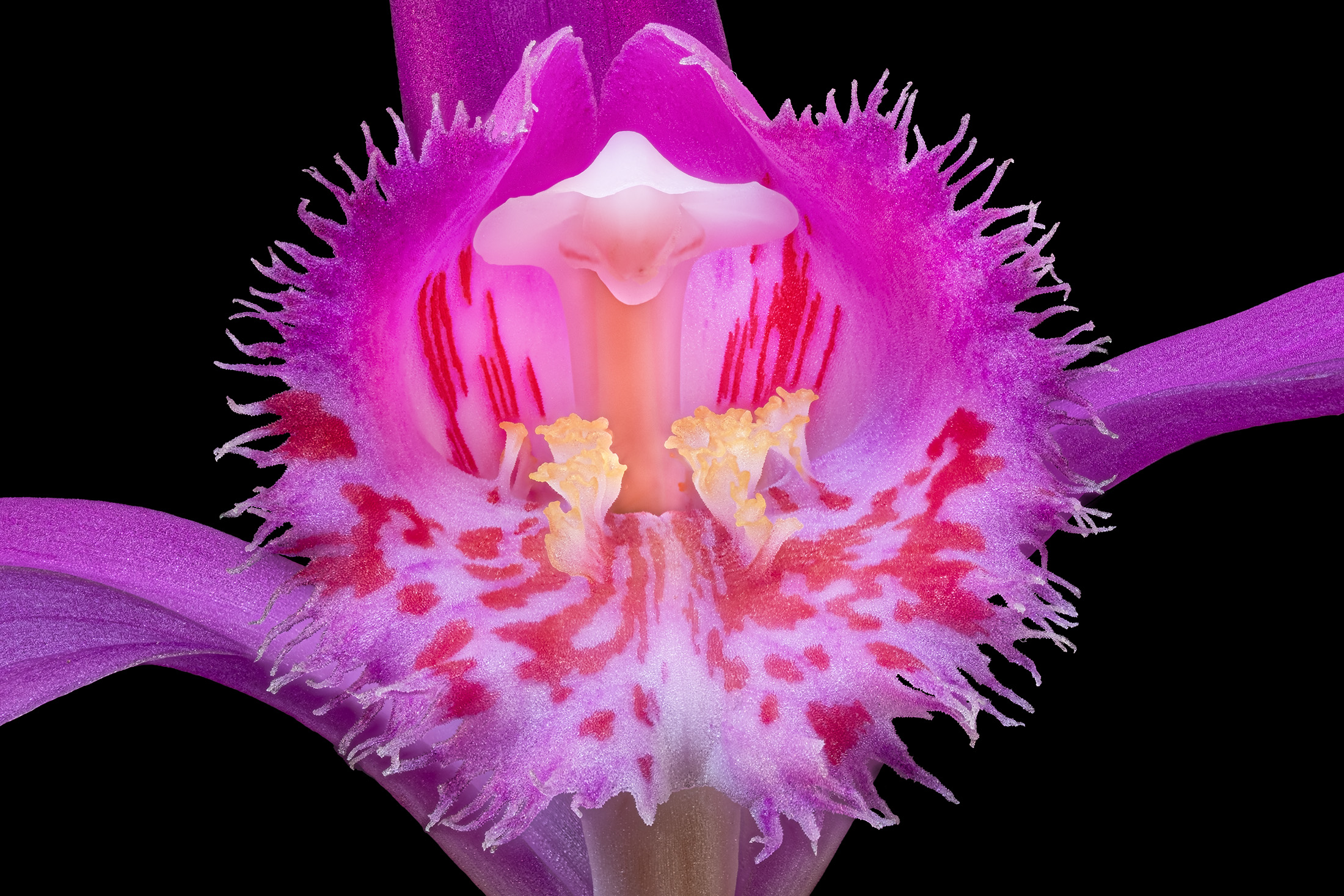 Pleione