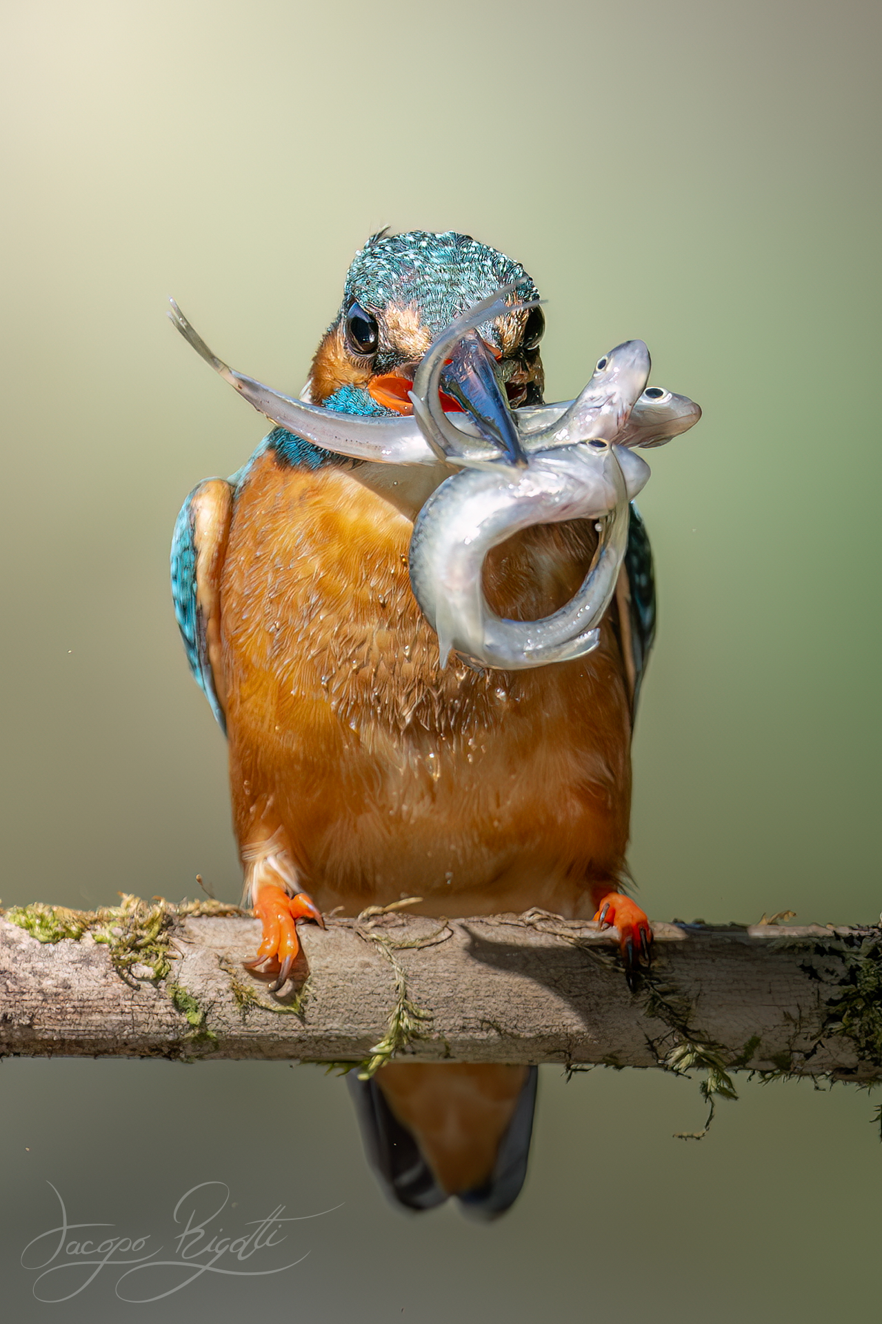 Pesca grossa