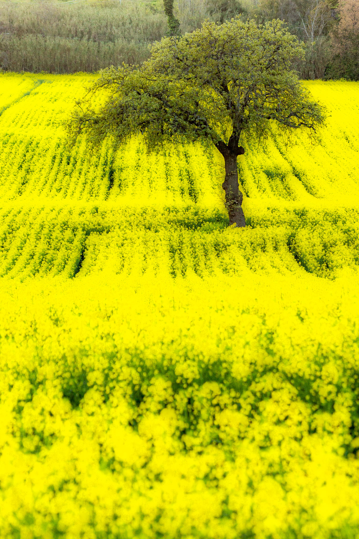 Yellow River