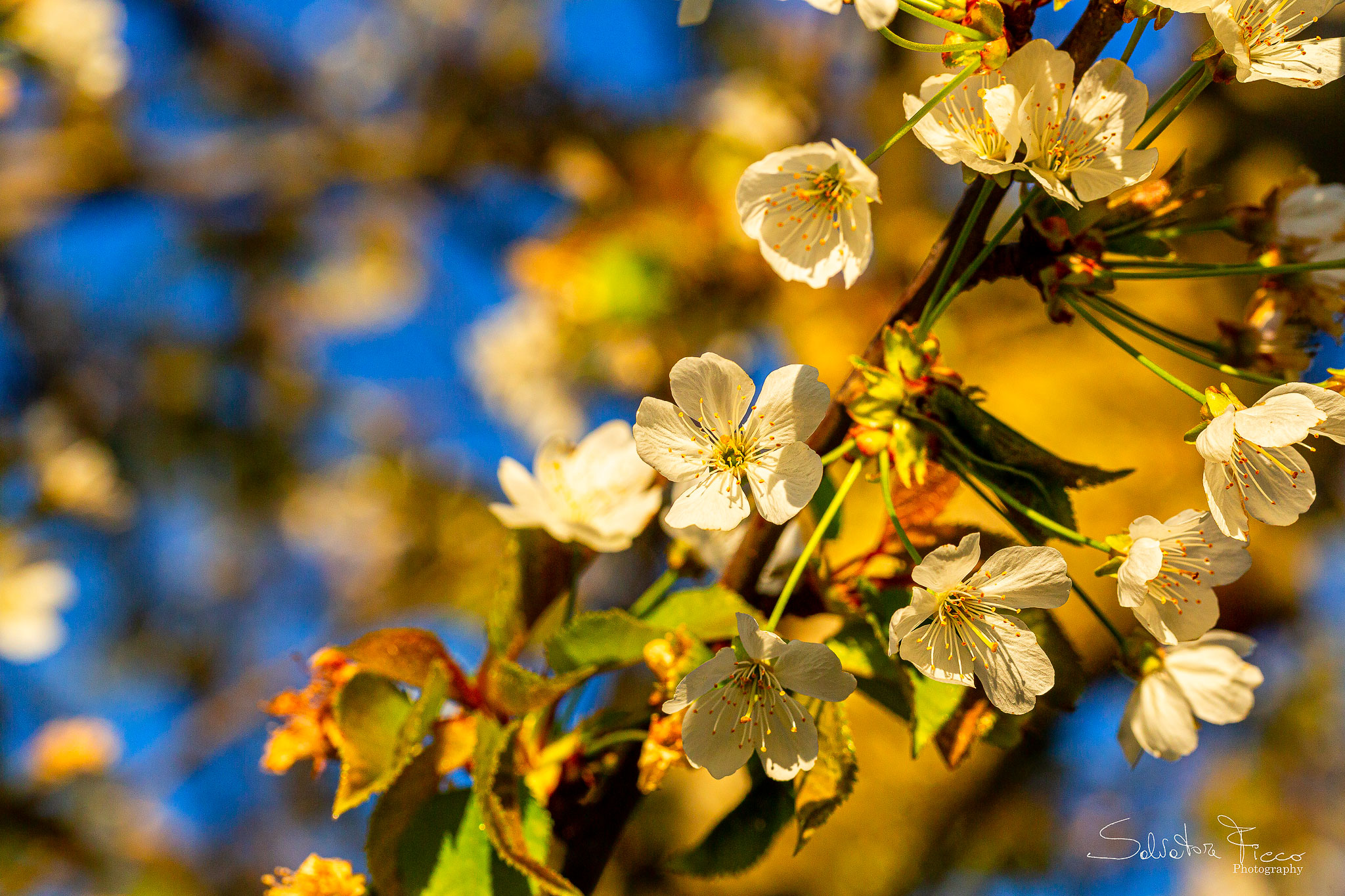 cherry blossoms