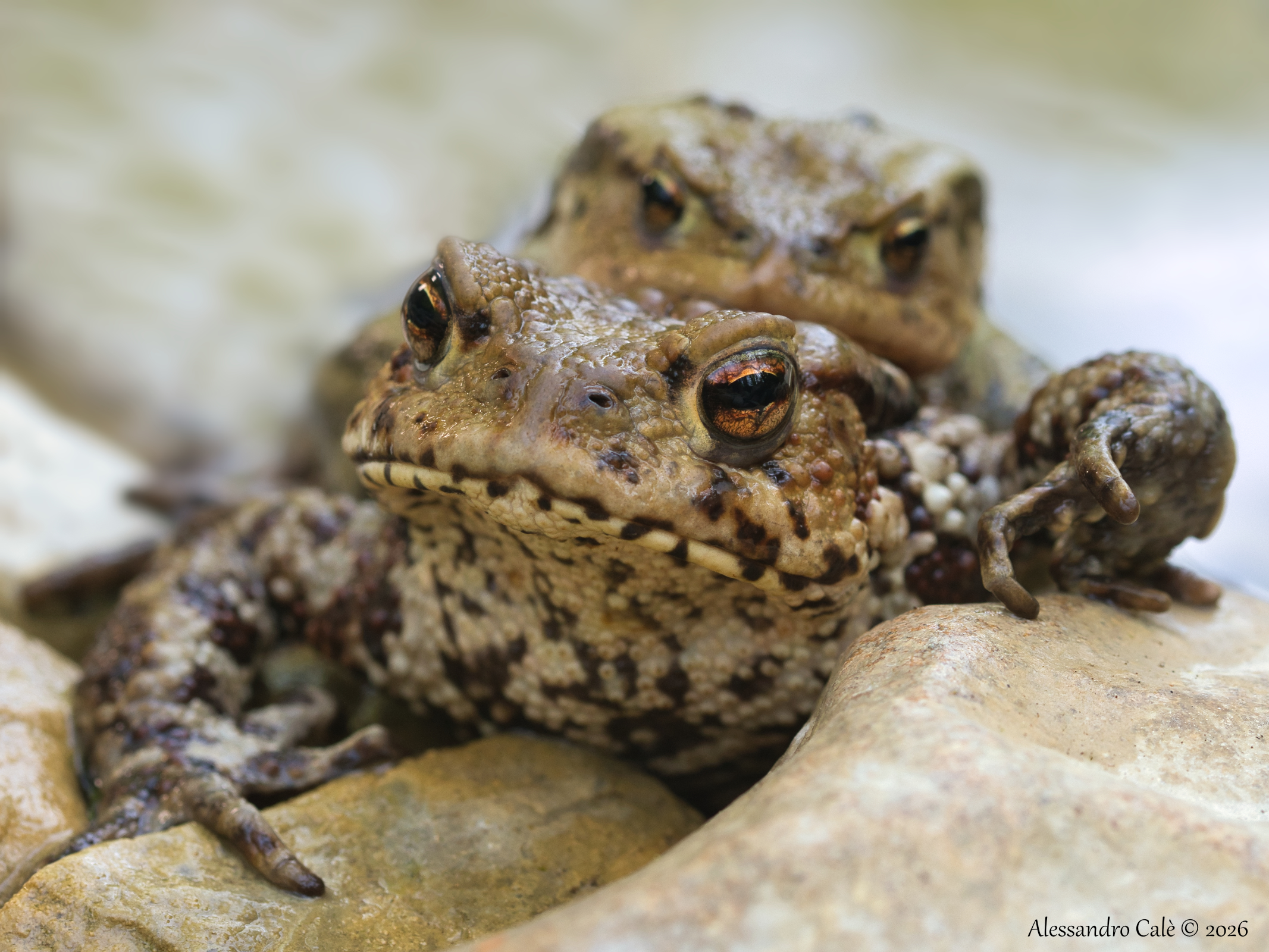 Buffo bufo (Common Toad) 5232