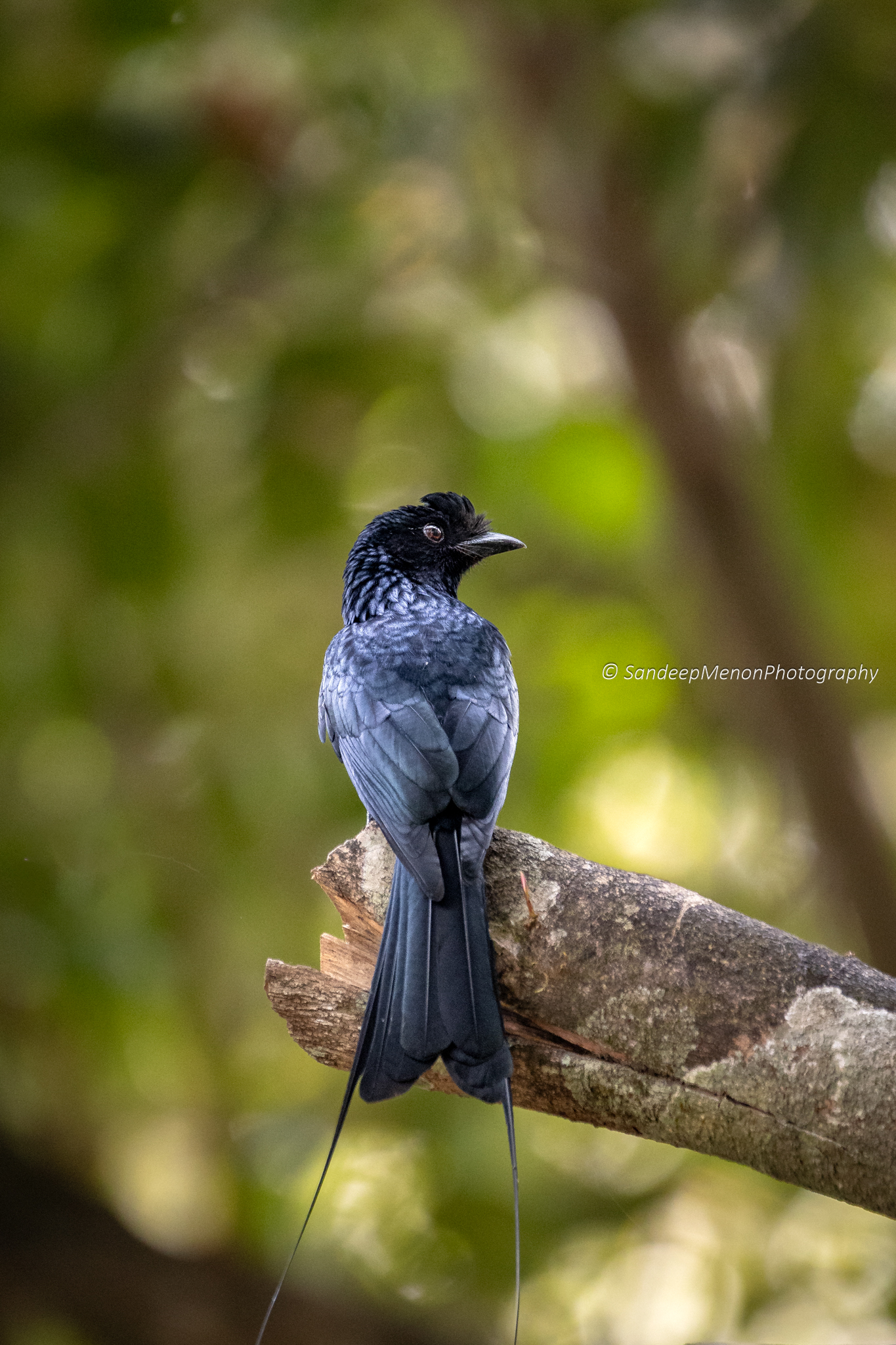 Racket-tailed Drongo
