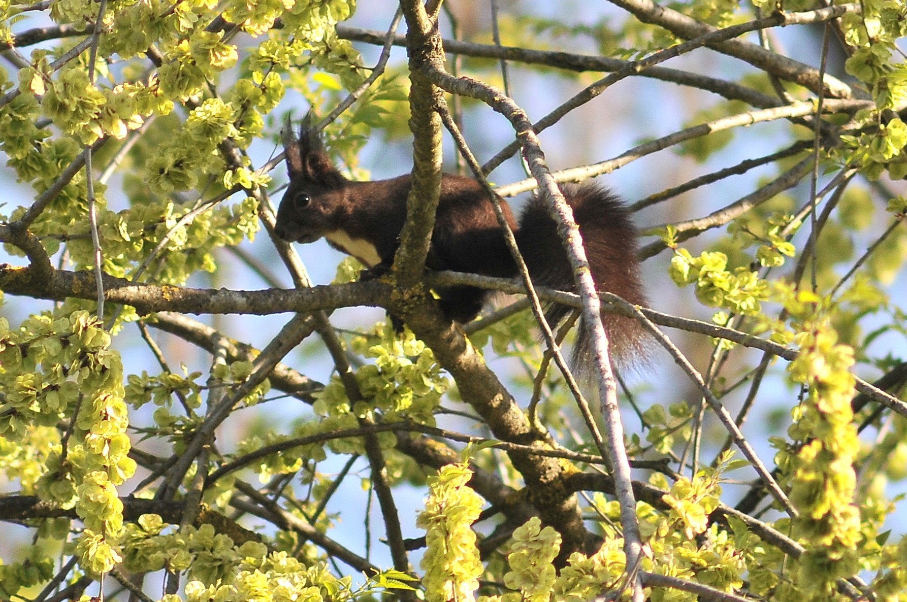 Squirrel