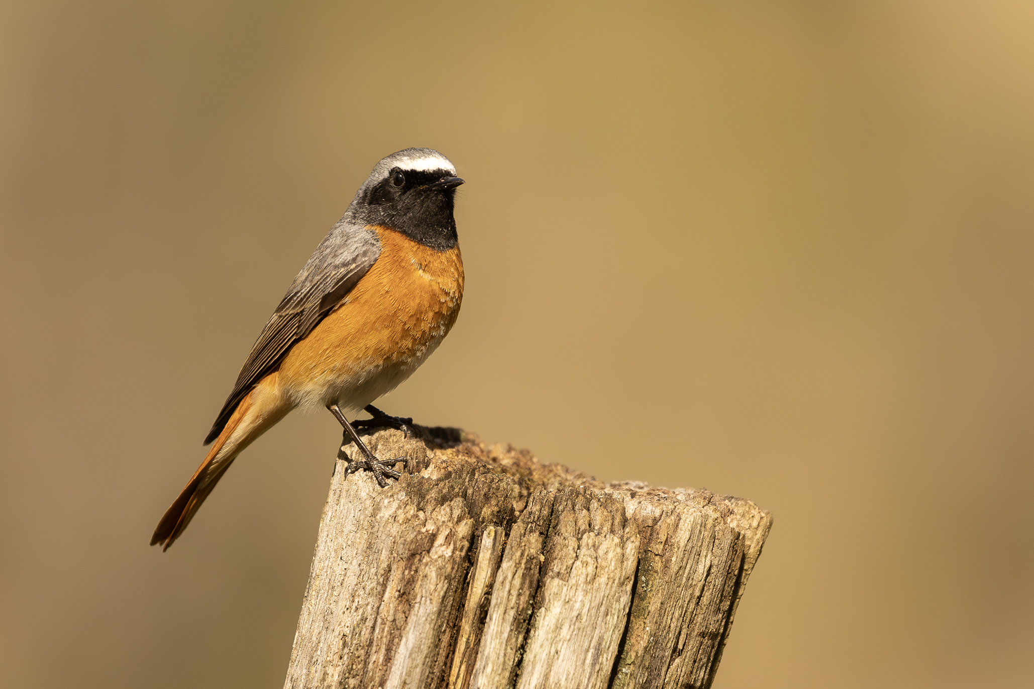 Male Redstart