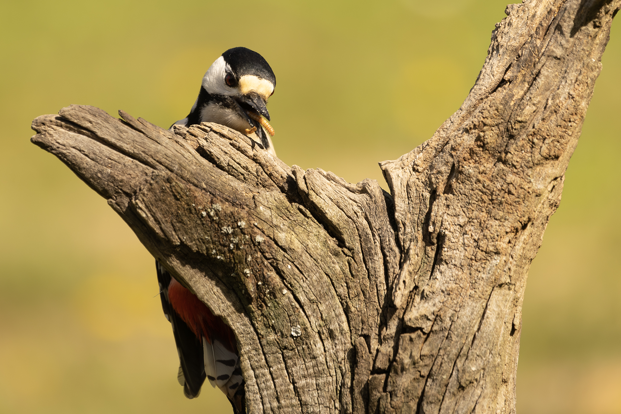 Spotted woodpecker