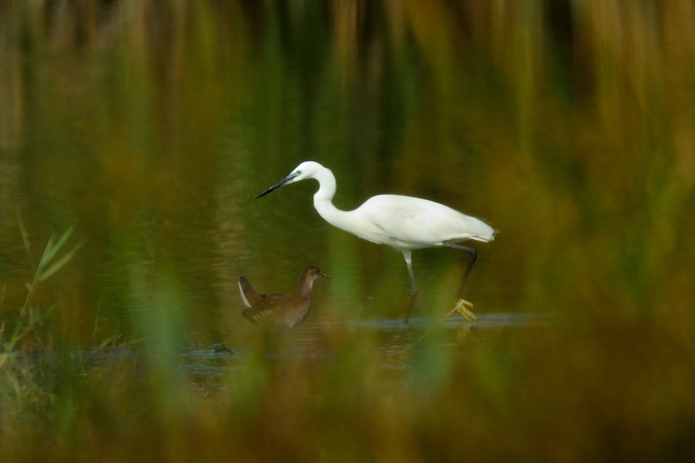 Incontri nel canneto