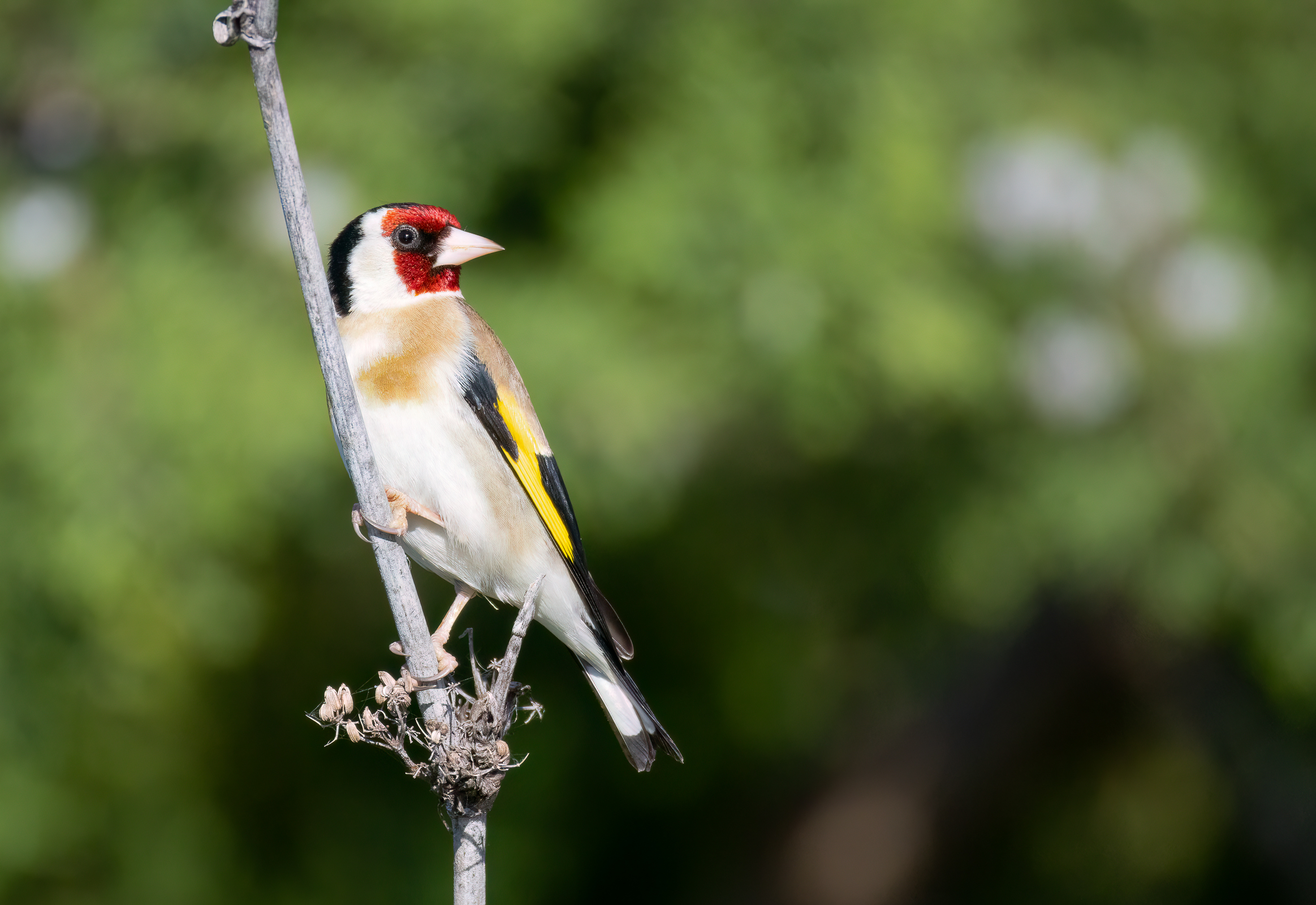 Goldfinch