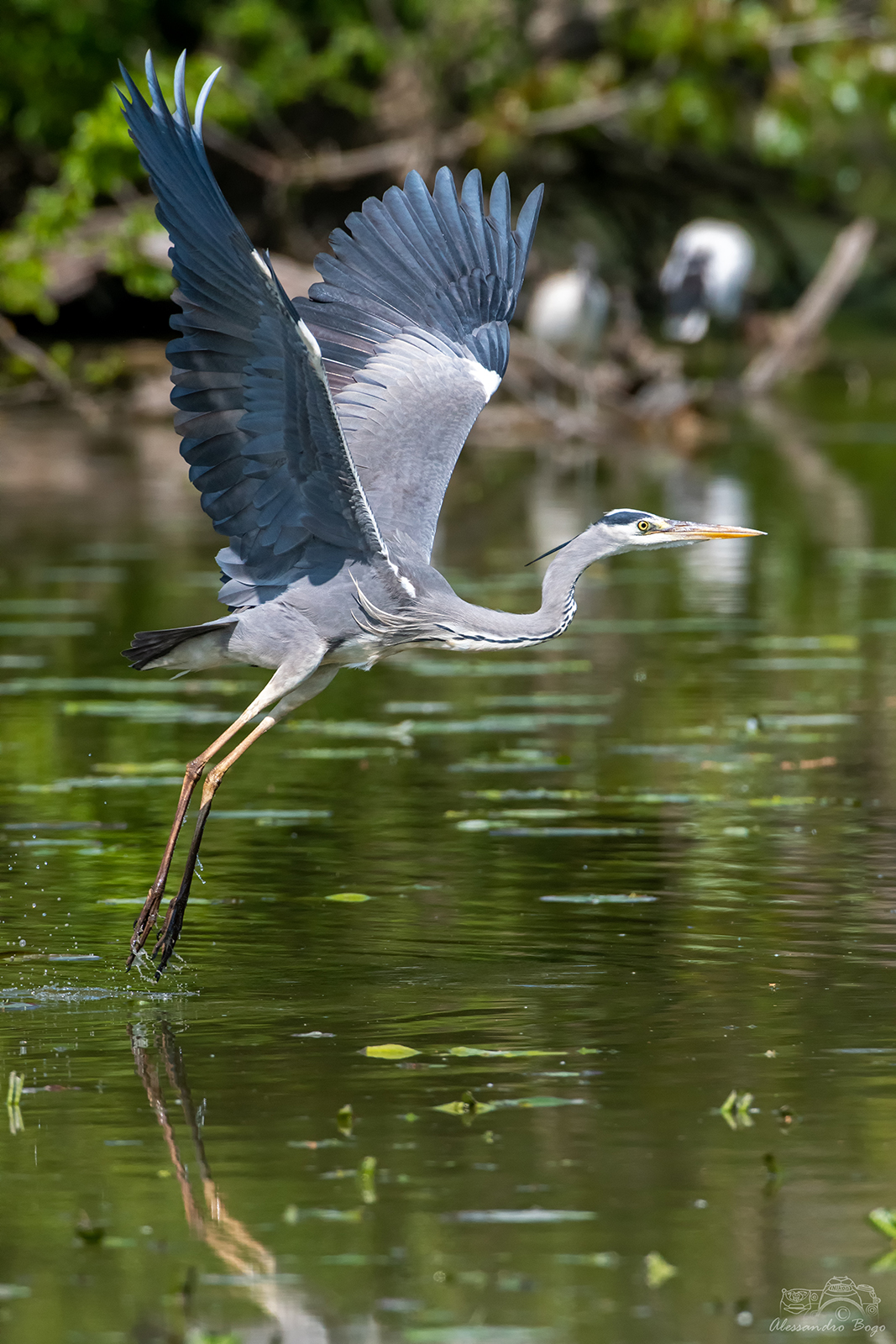 Grey Heron
