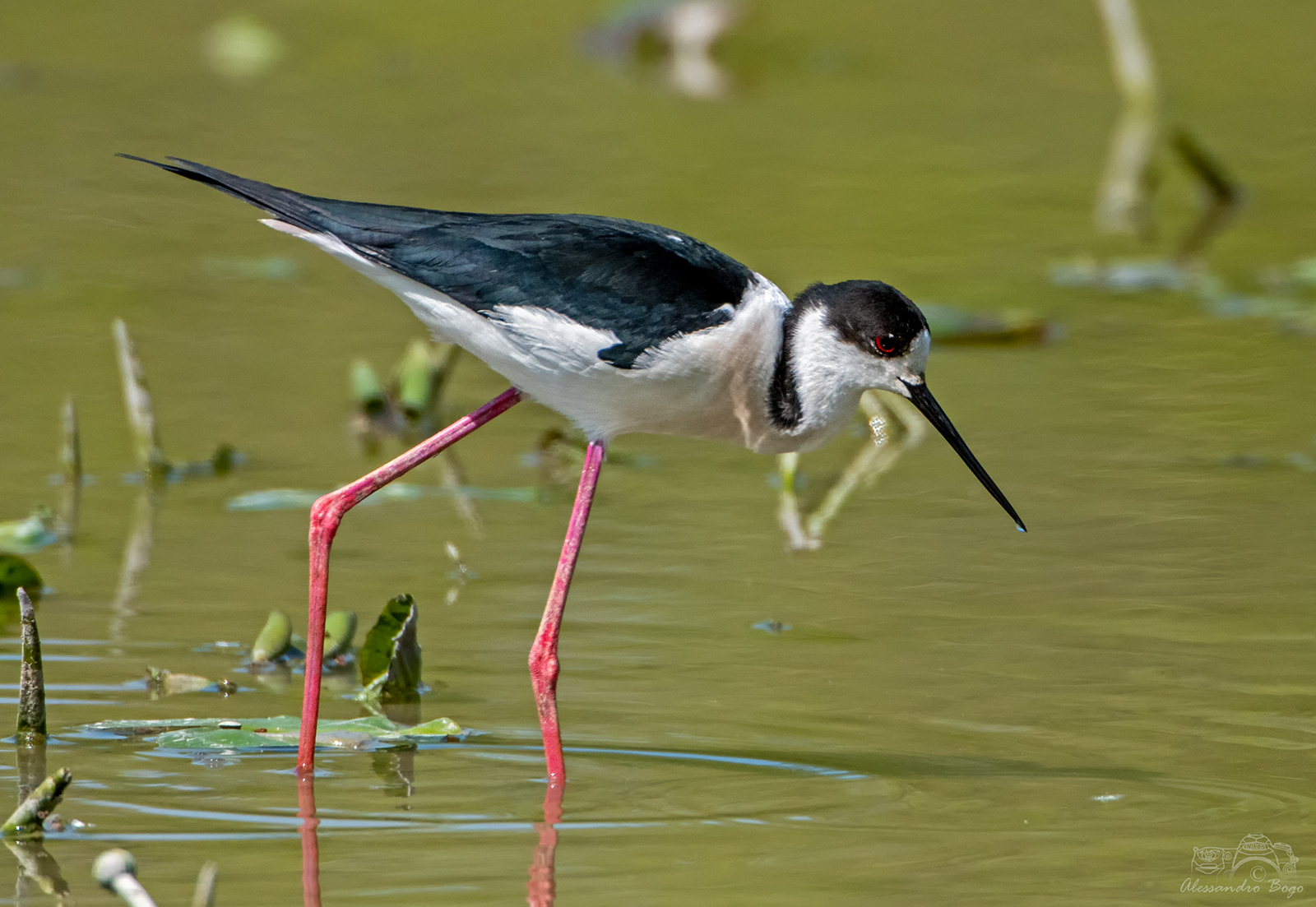 Black-winged Stilt