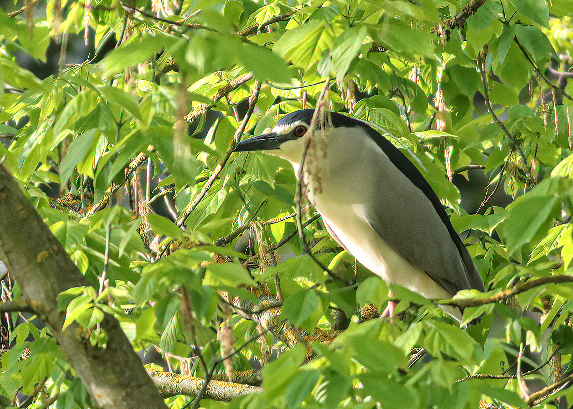Night Heron