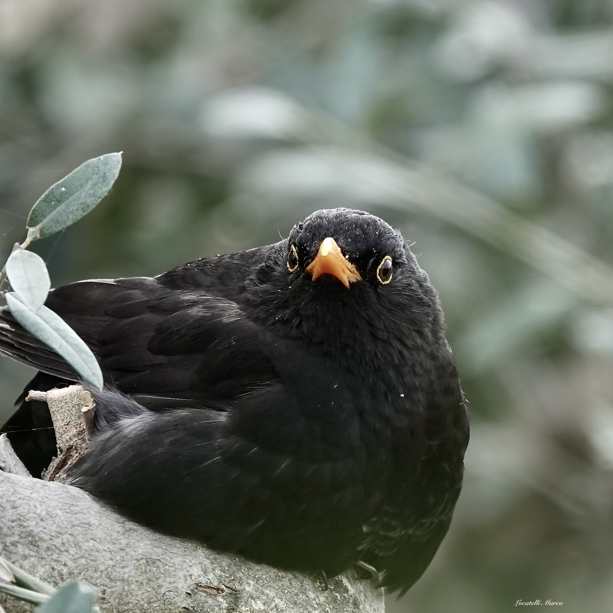 Blackbird