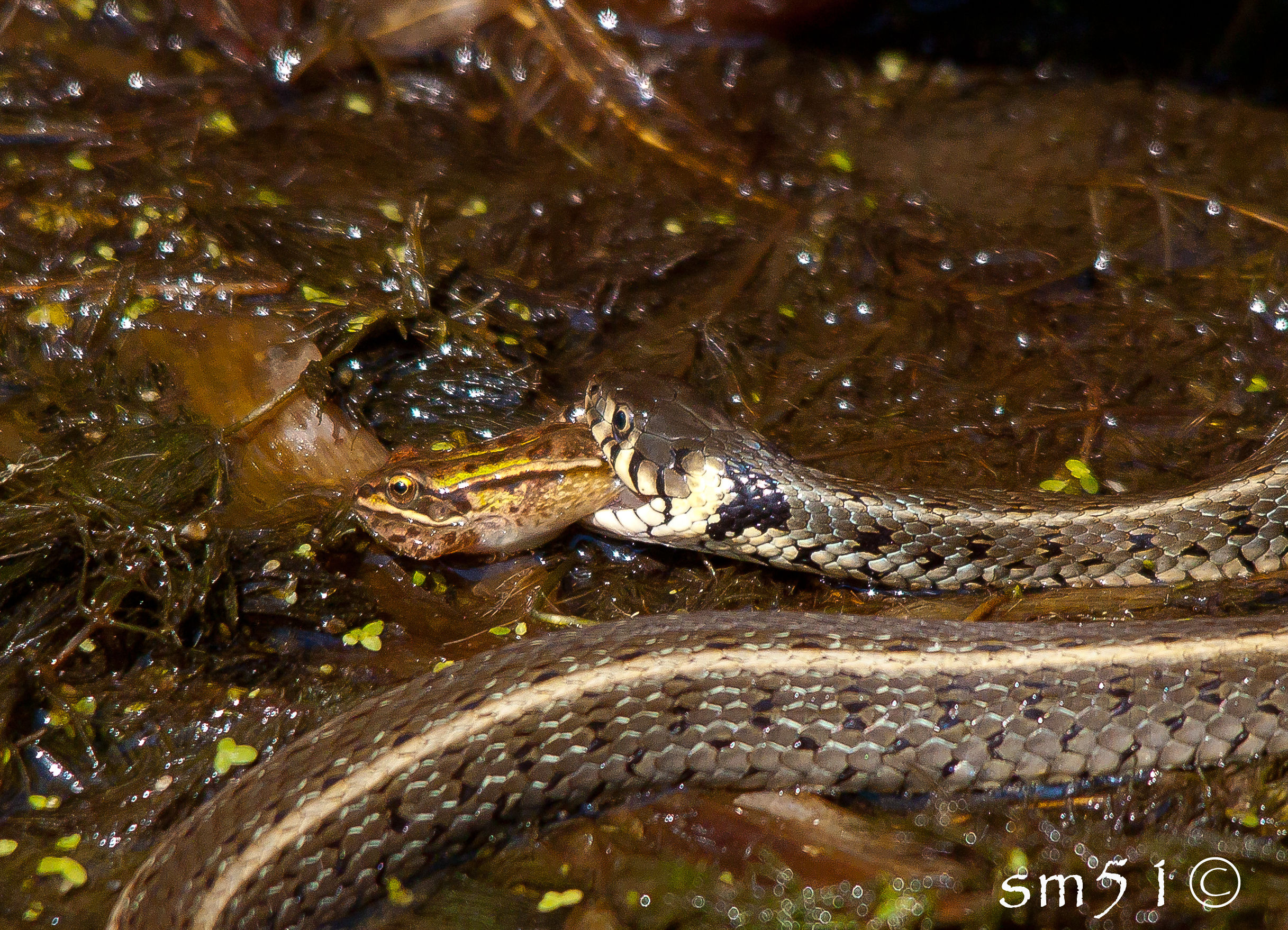 Water Snake