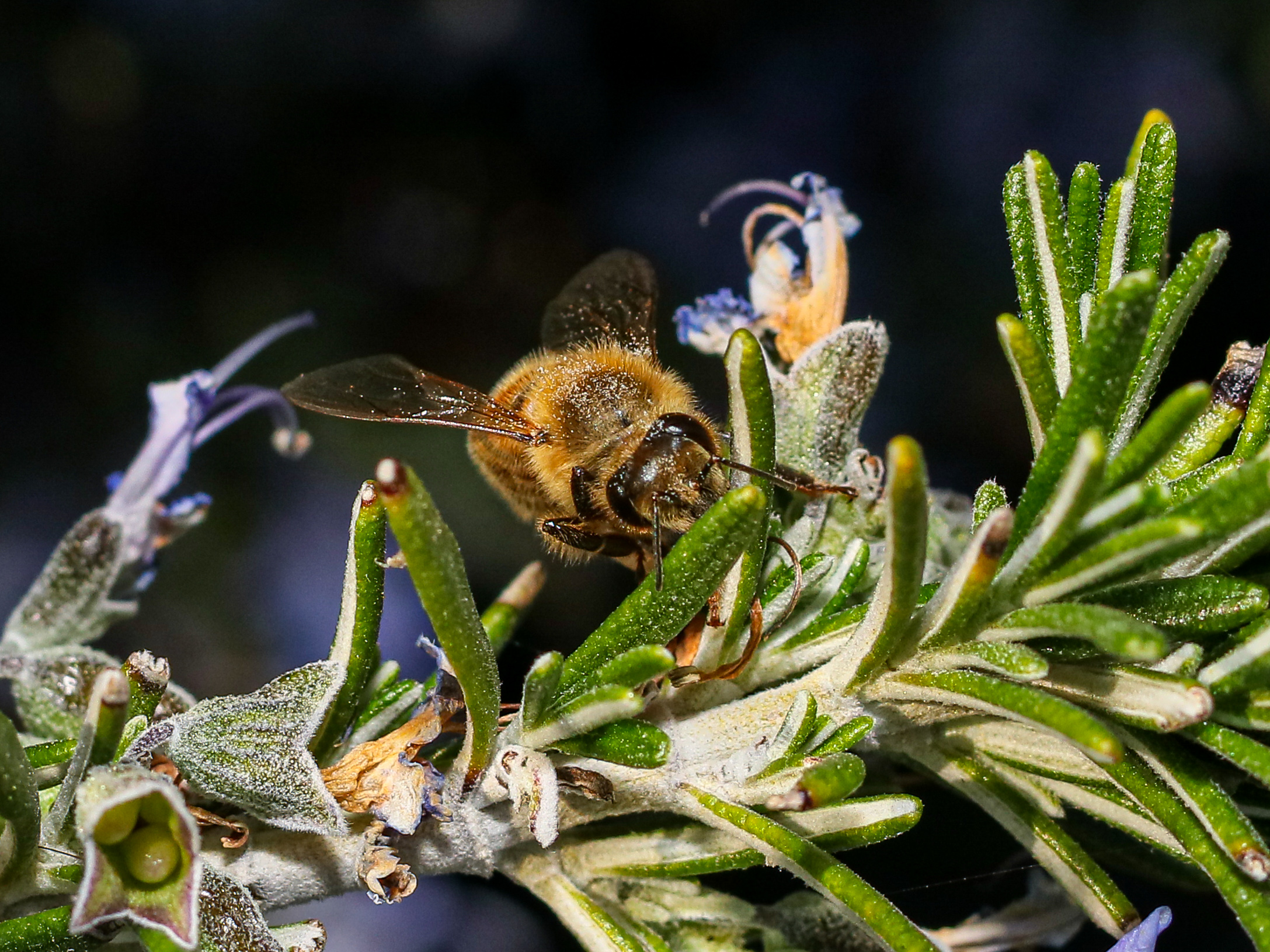 Bee on rosemary
