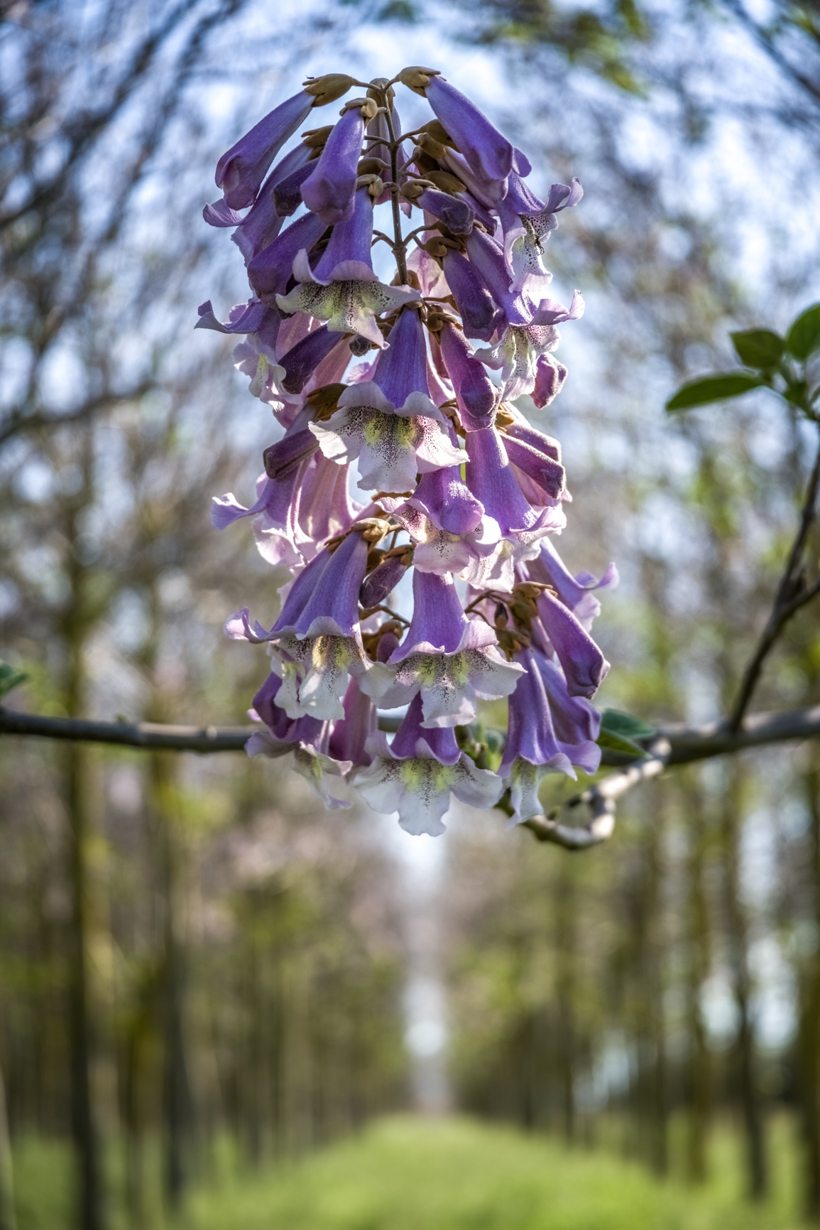 The enchanted garden