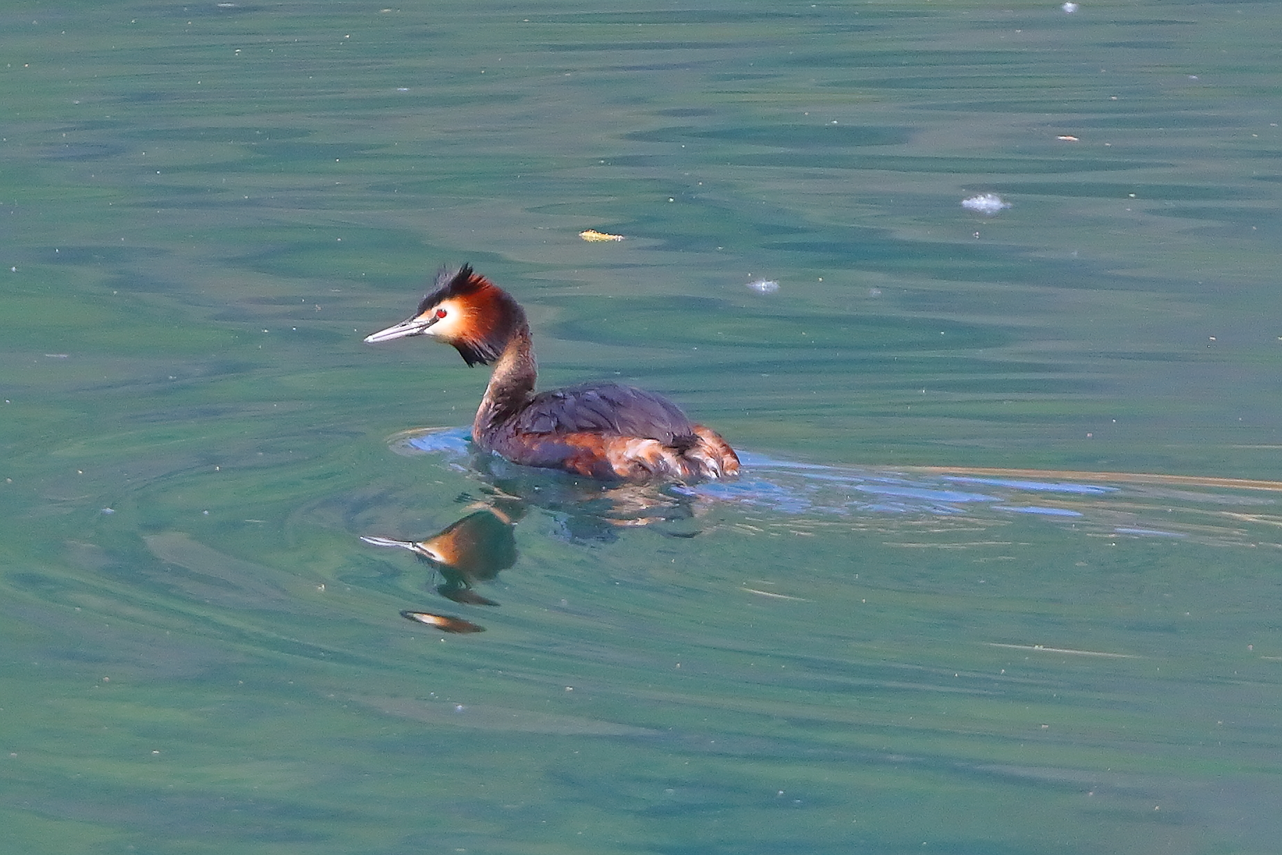 Grebe April 10, 2026
