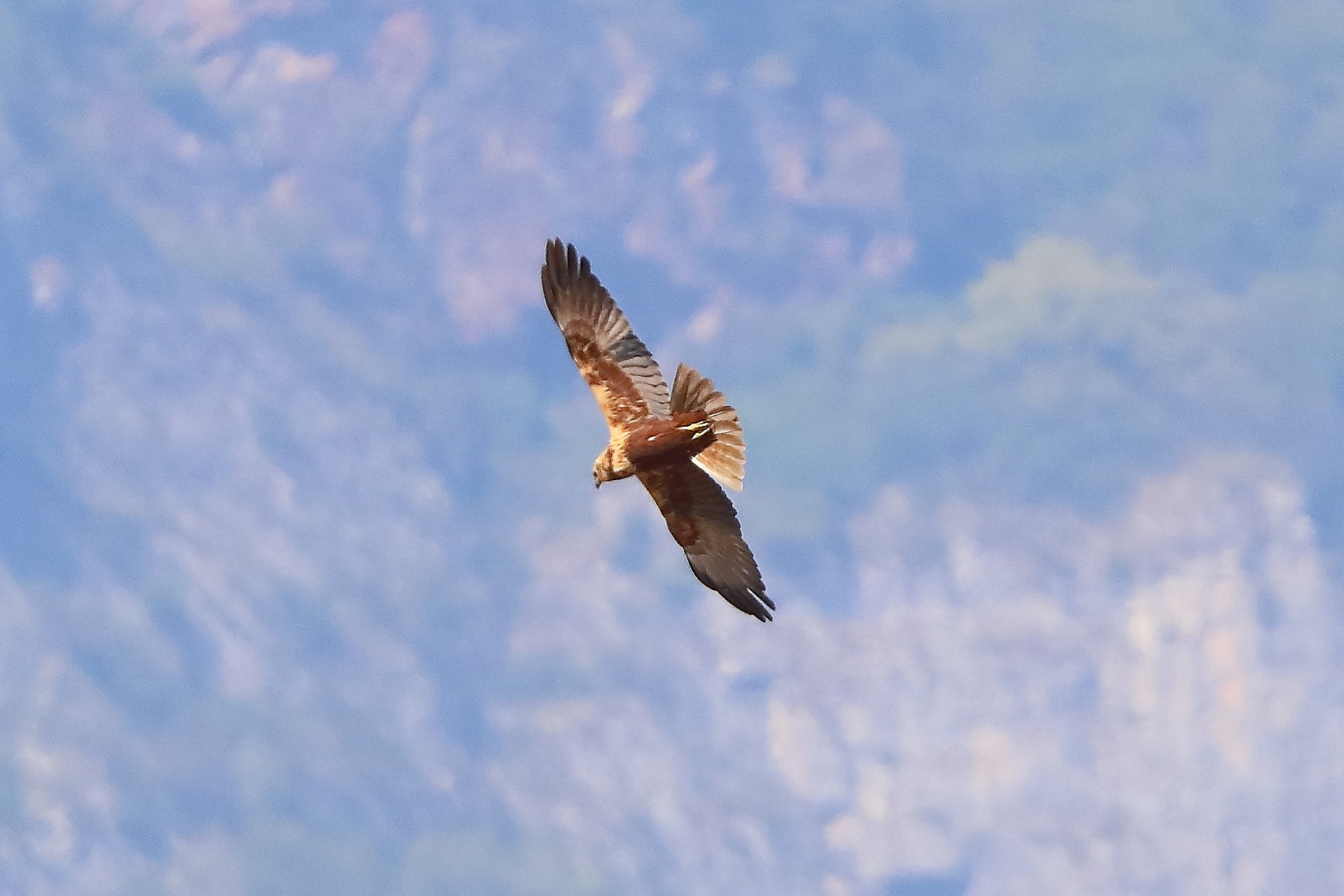 Swamp Harrier F April 2026 - 0172