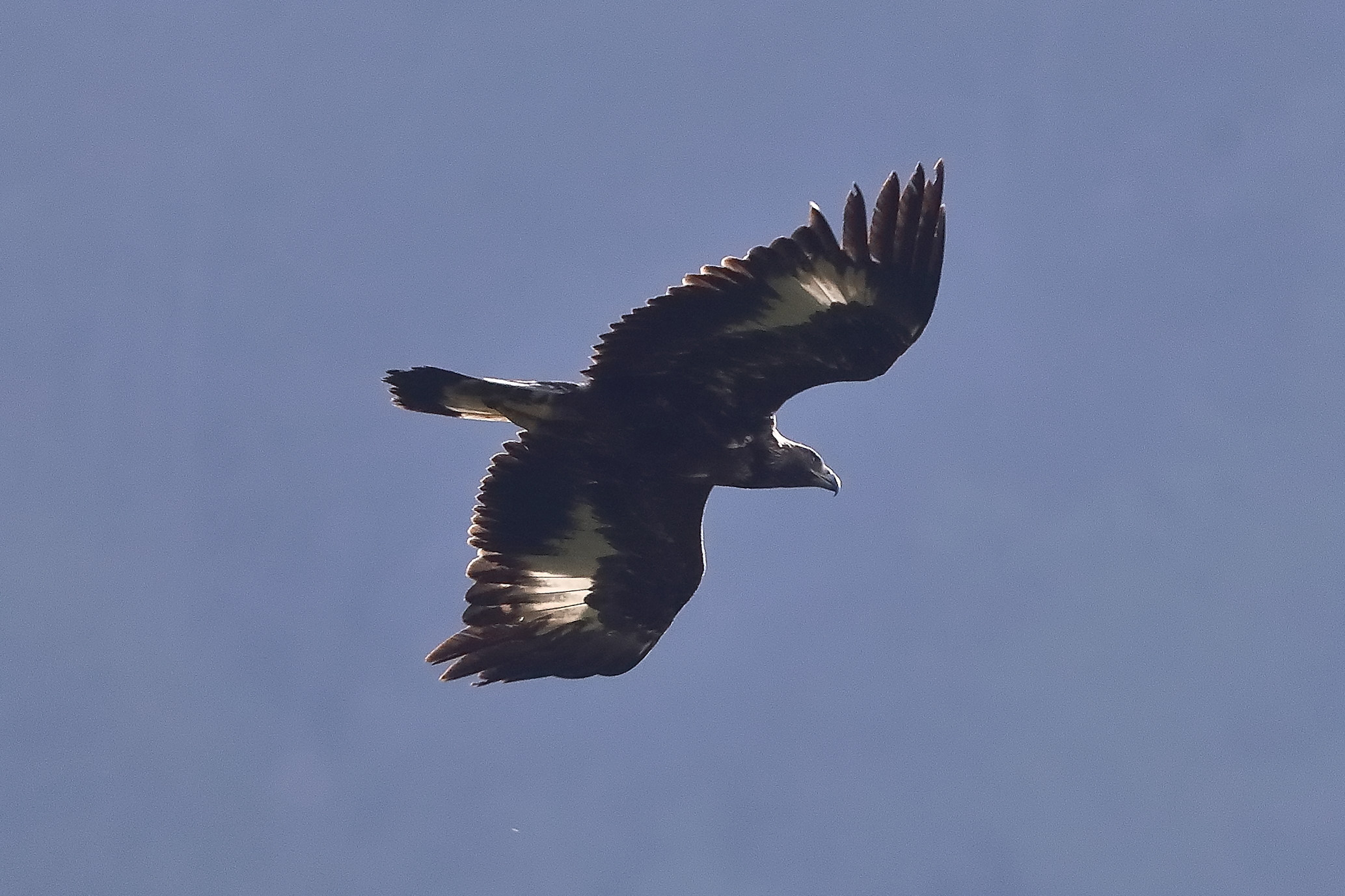 Golden Eagle April 2026 - 0032